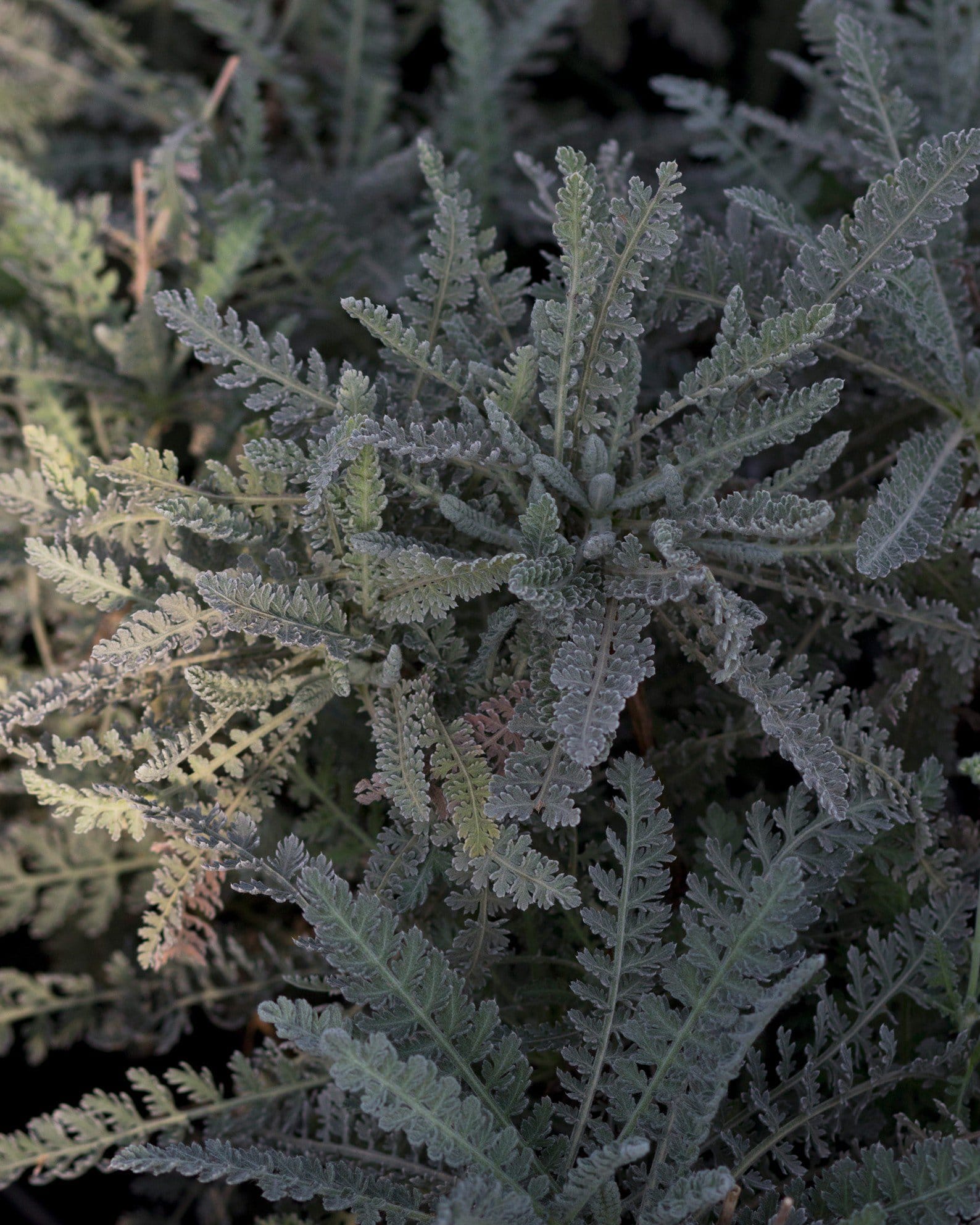 Moonshine Yarrow - view 2