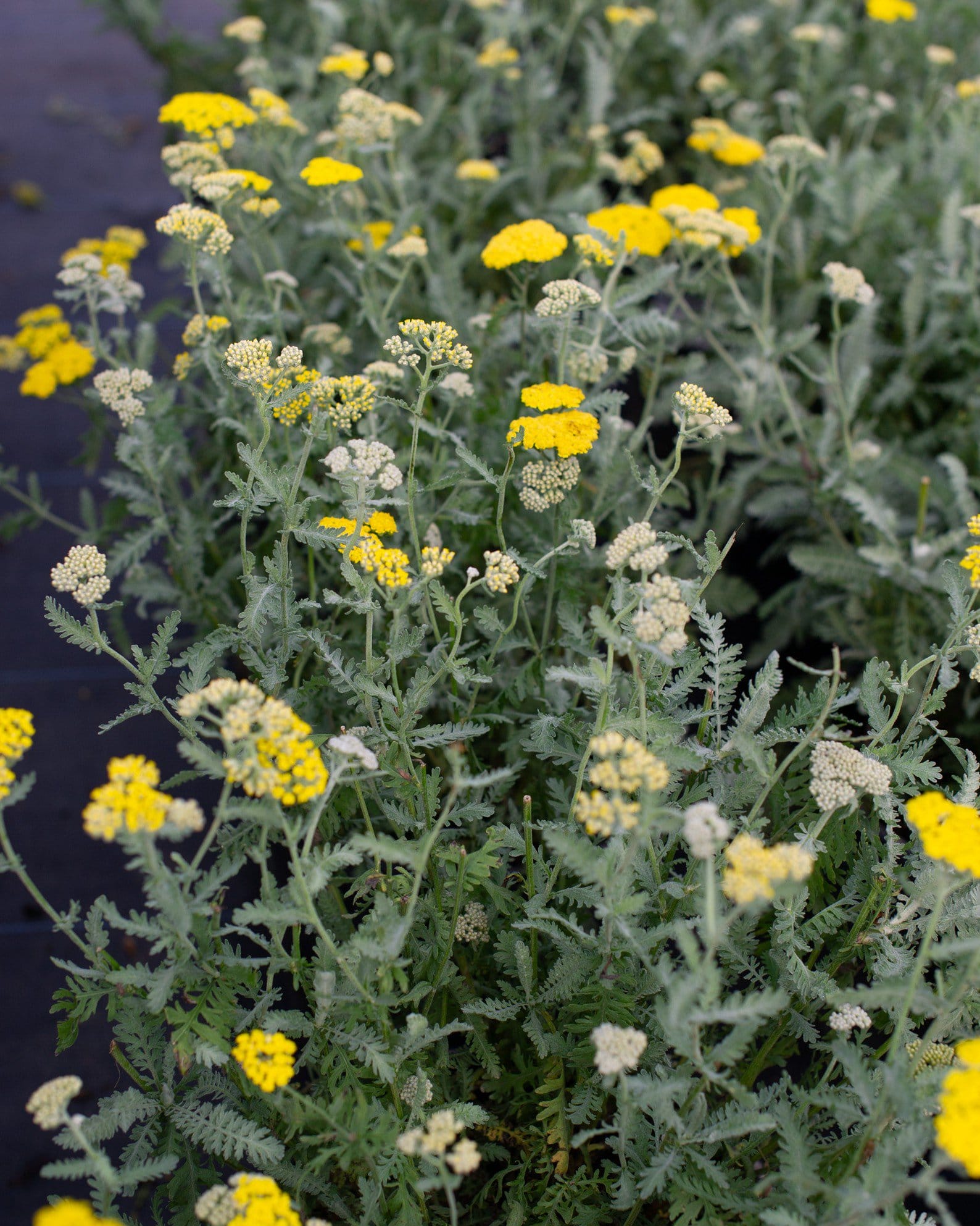 Moonshine Yarrow - view 3
