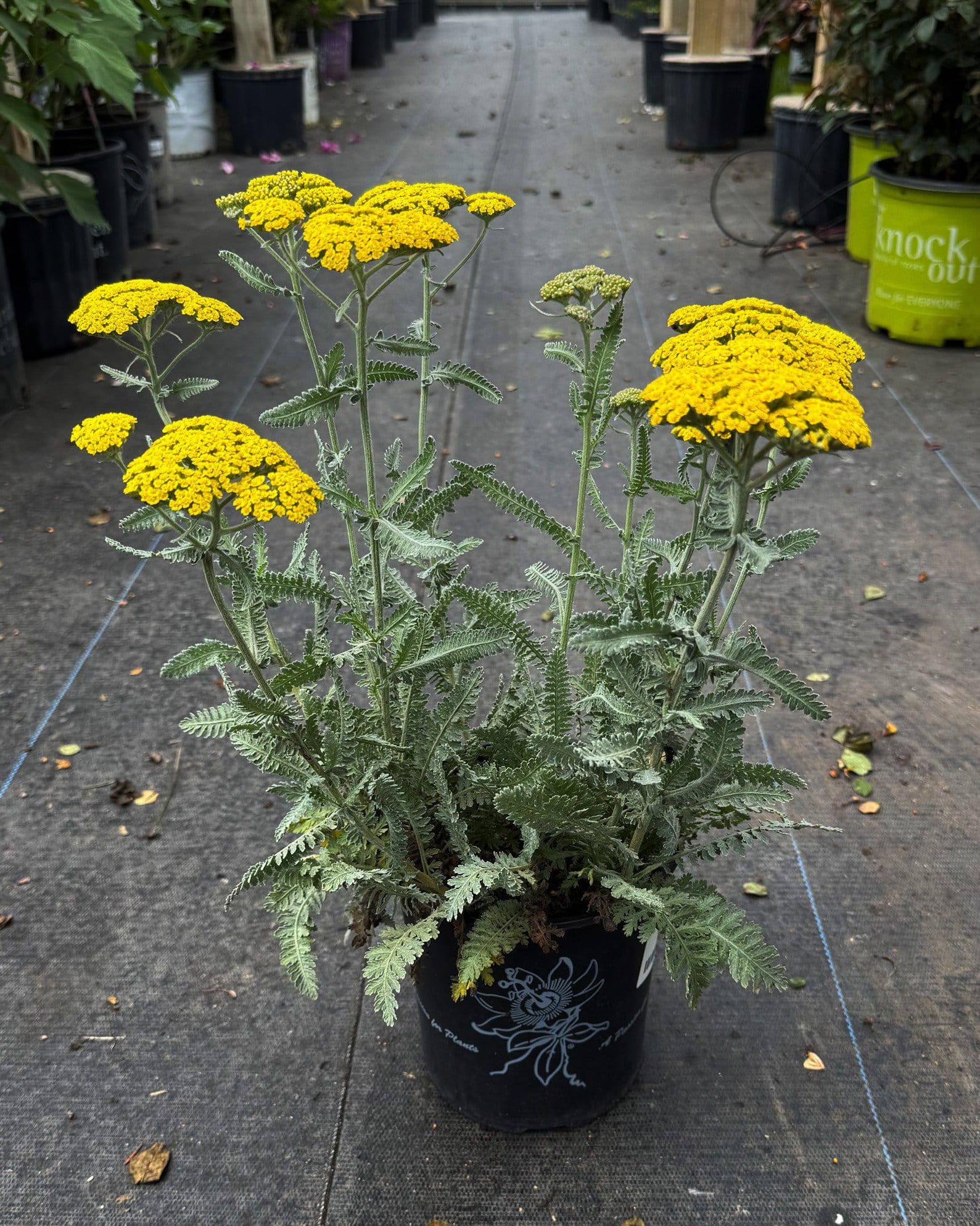 Moonshine Yarrow - view 4