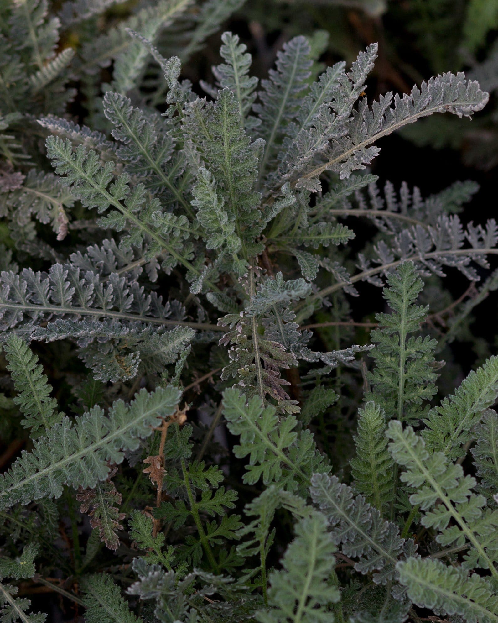 Moonshine Yarrow - view 5
