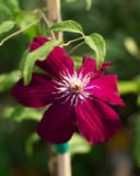 Rouge Cardinal Clematis thumbnail 1