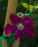 Rouge Cardinal Clematis thumbnail 4