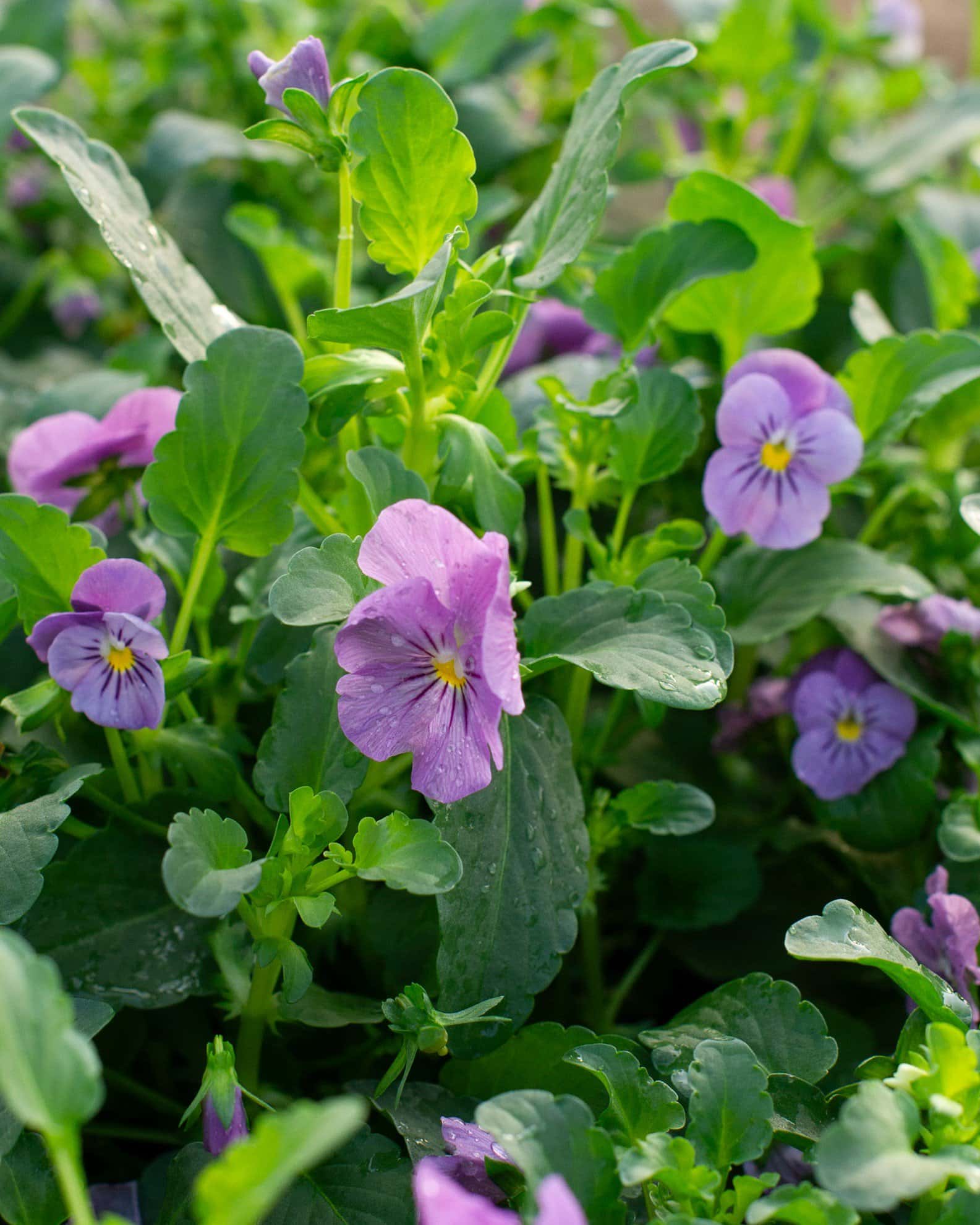 Admire Pink Viola - Image 1