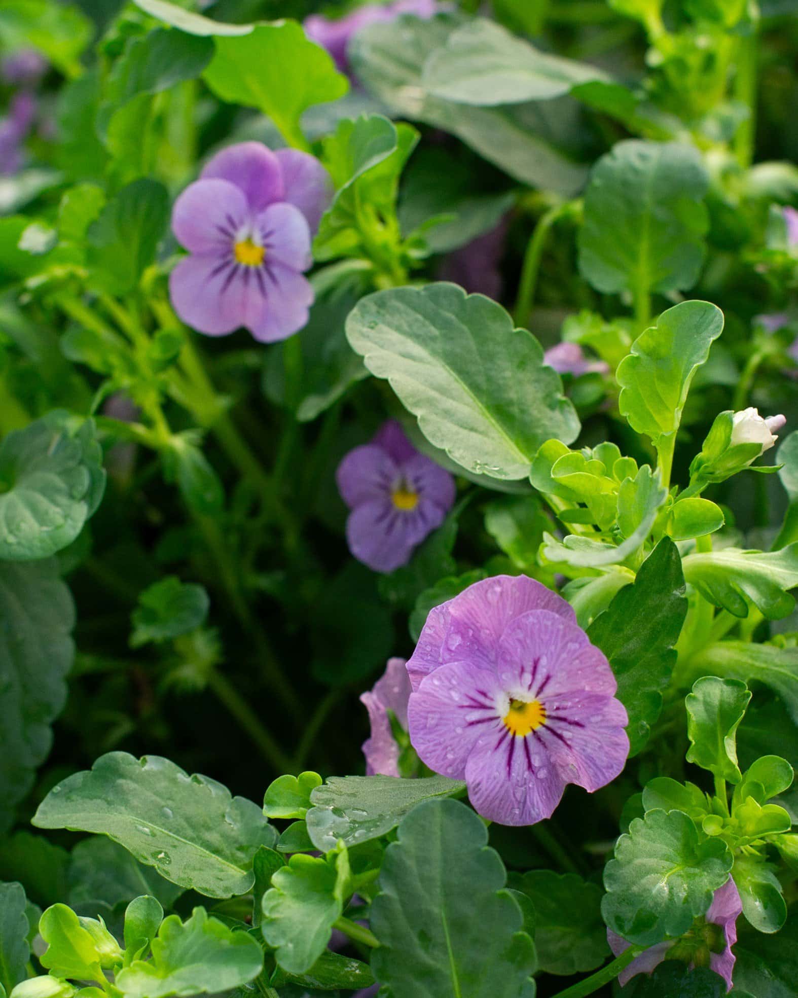 Admire Pink Viola - Image 2