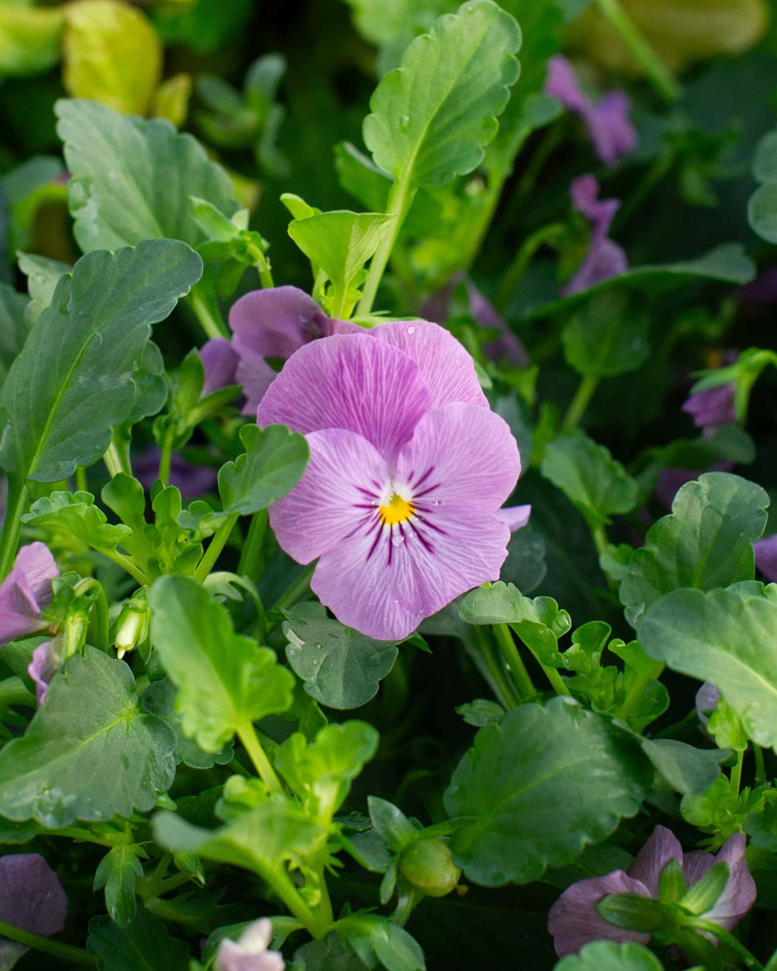 Admire Pink Viola - Image 3