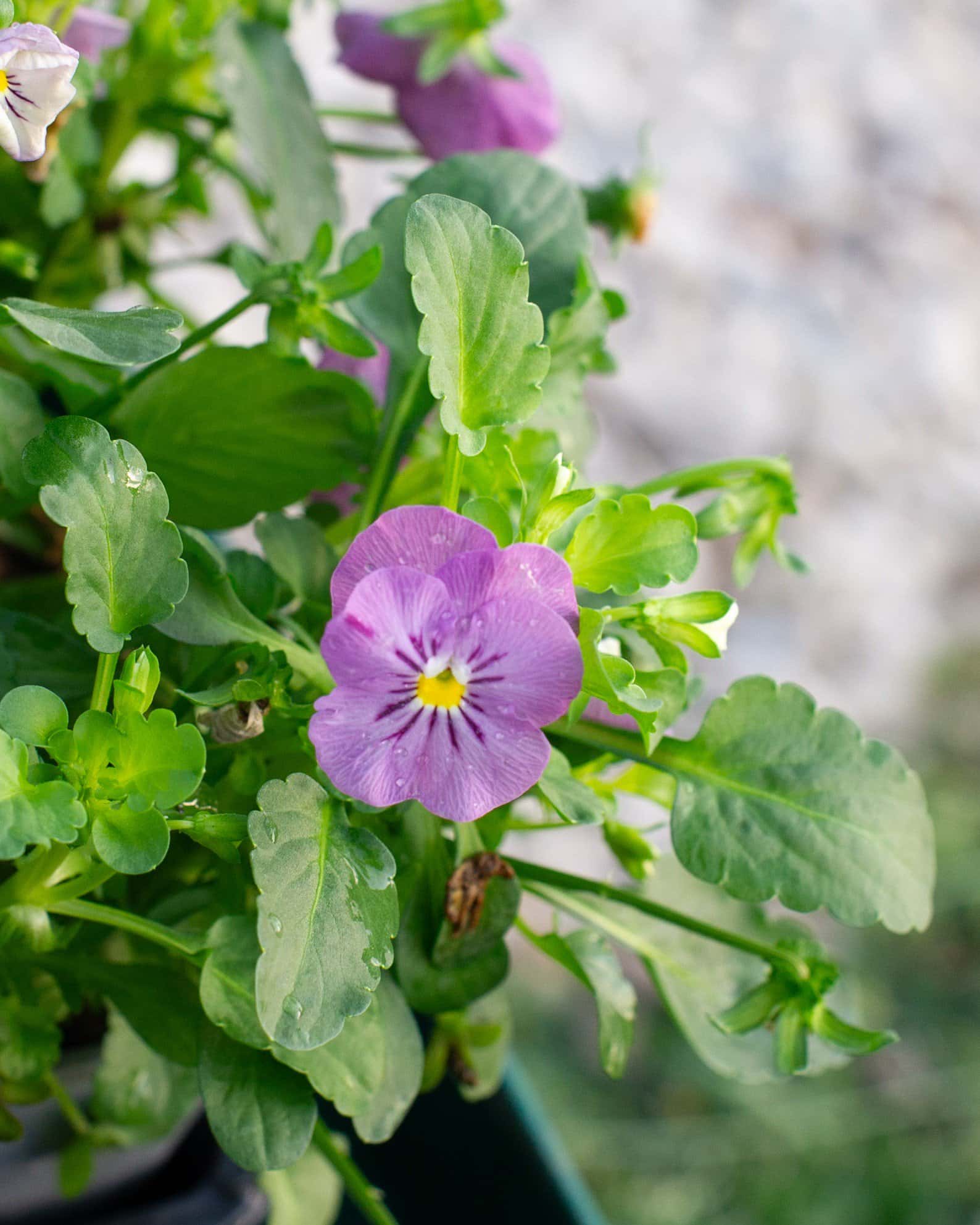 Admire Pink Viola - Image 4
