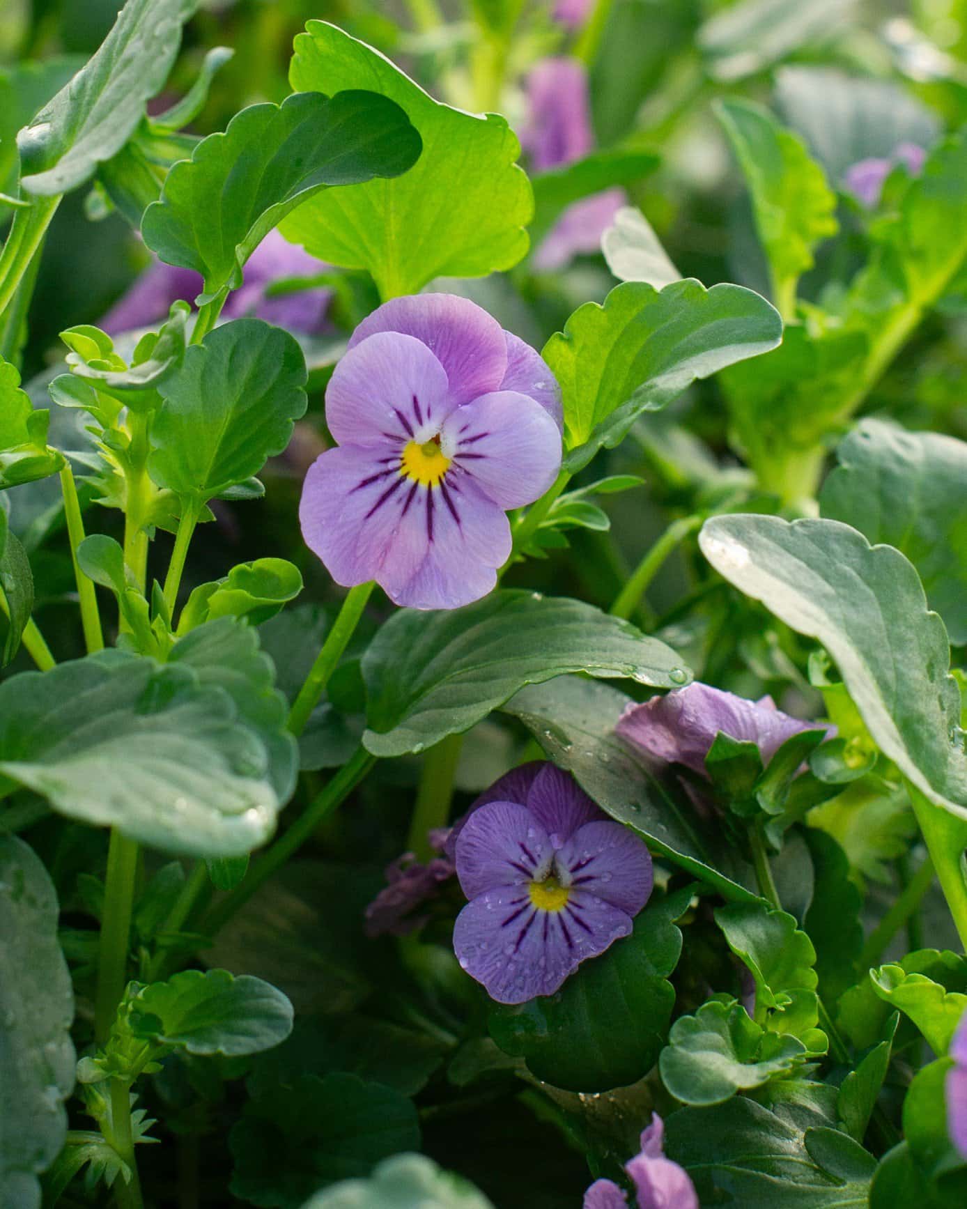 Admire Pink Viola - Image 5