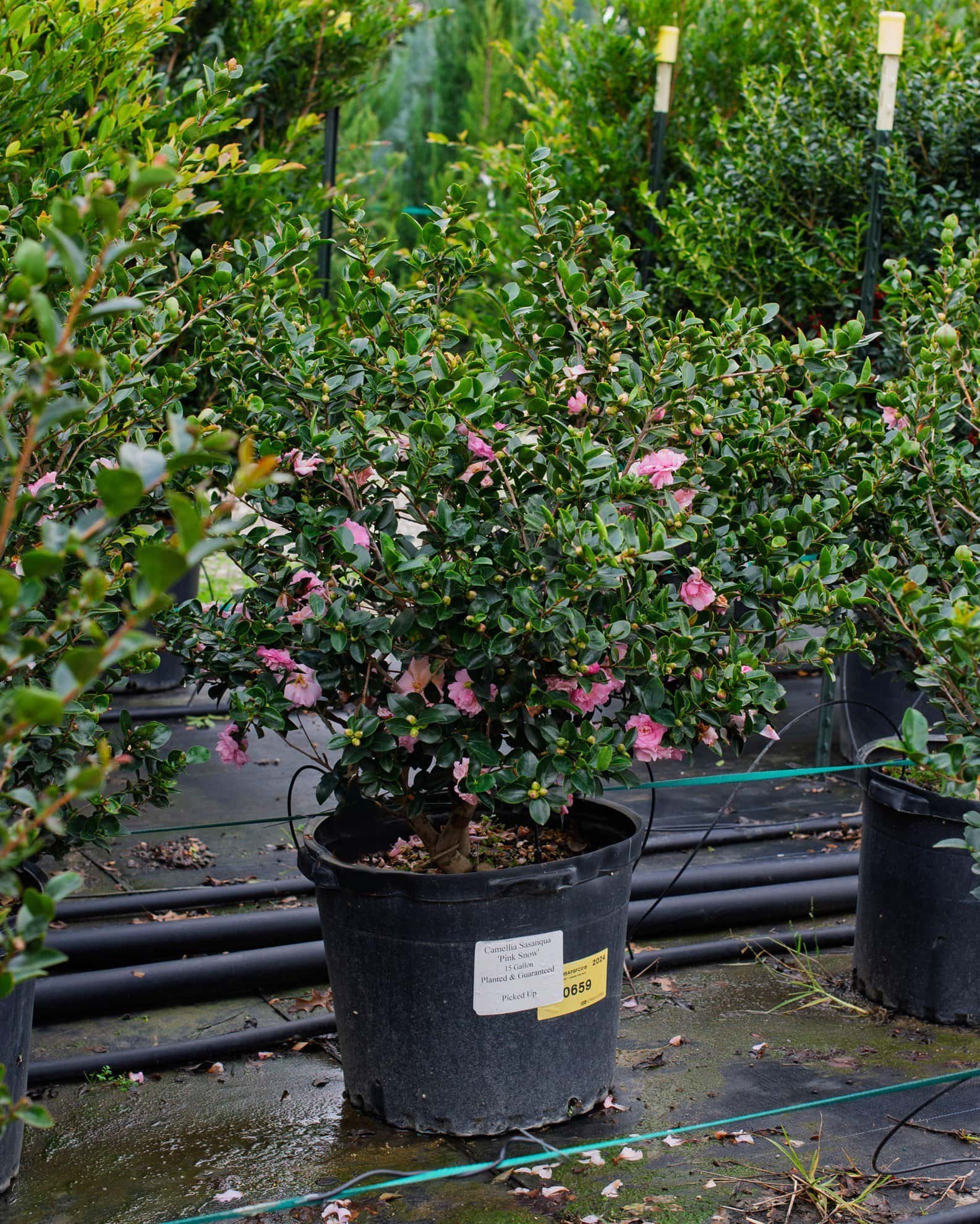 Pink Snow Camellia - Image 7