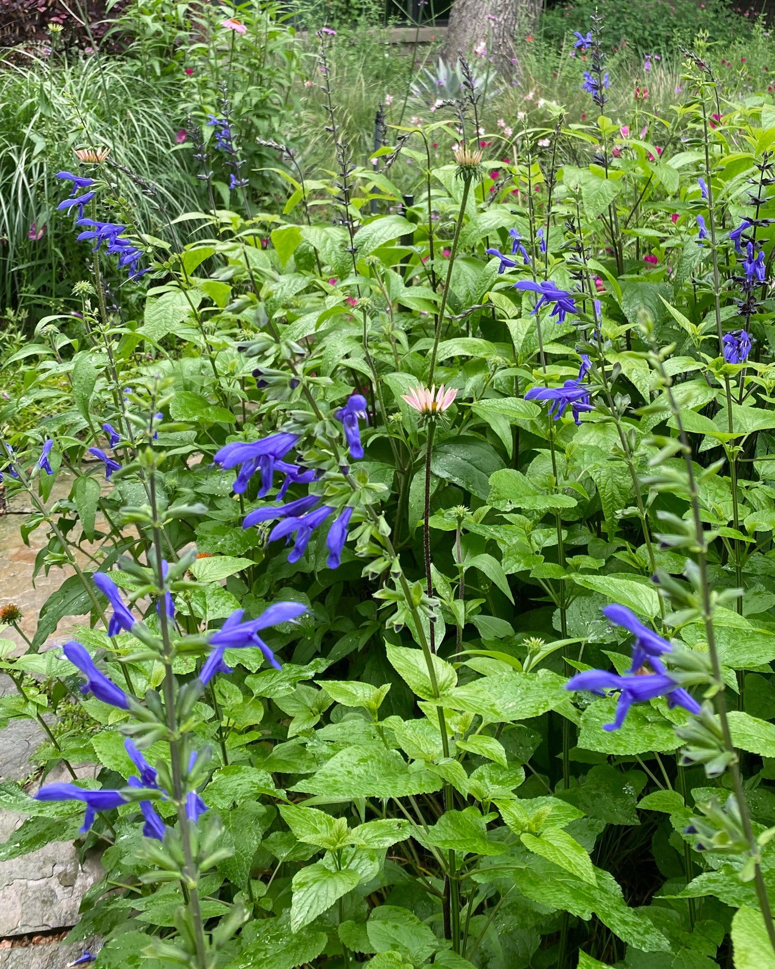 Black & Blue Salvia - view 4
