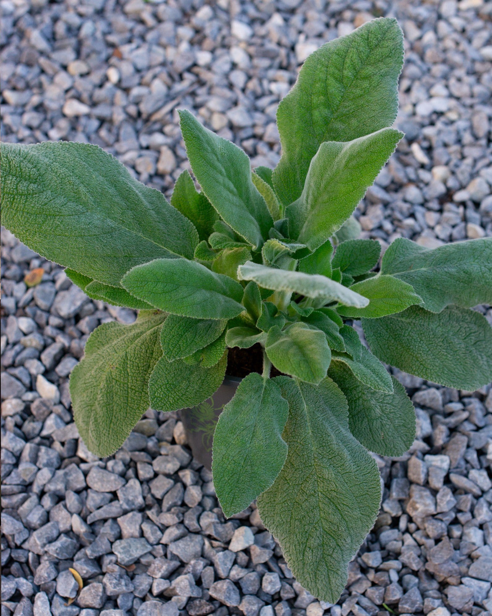 Lamb's Ear - view 4