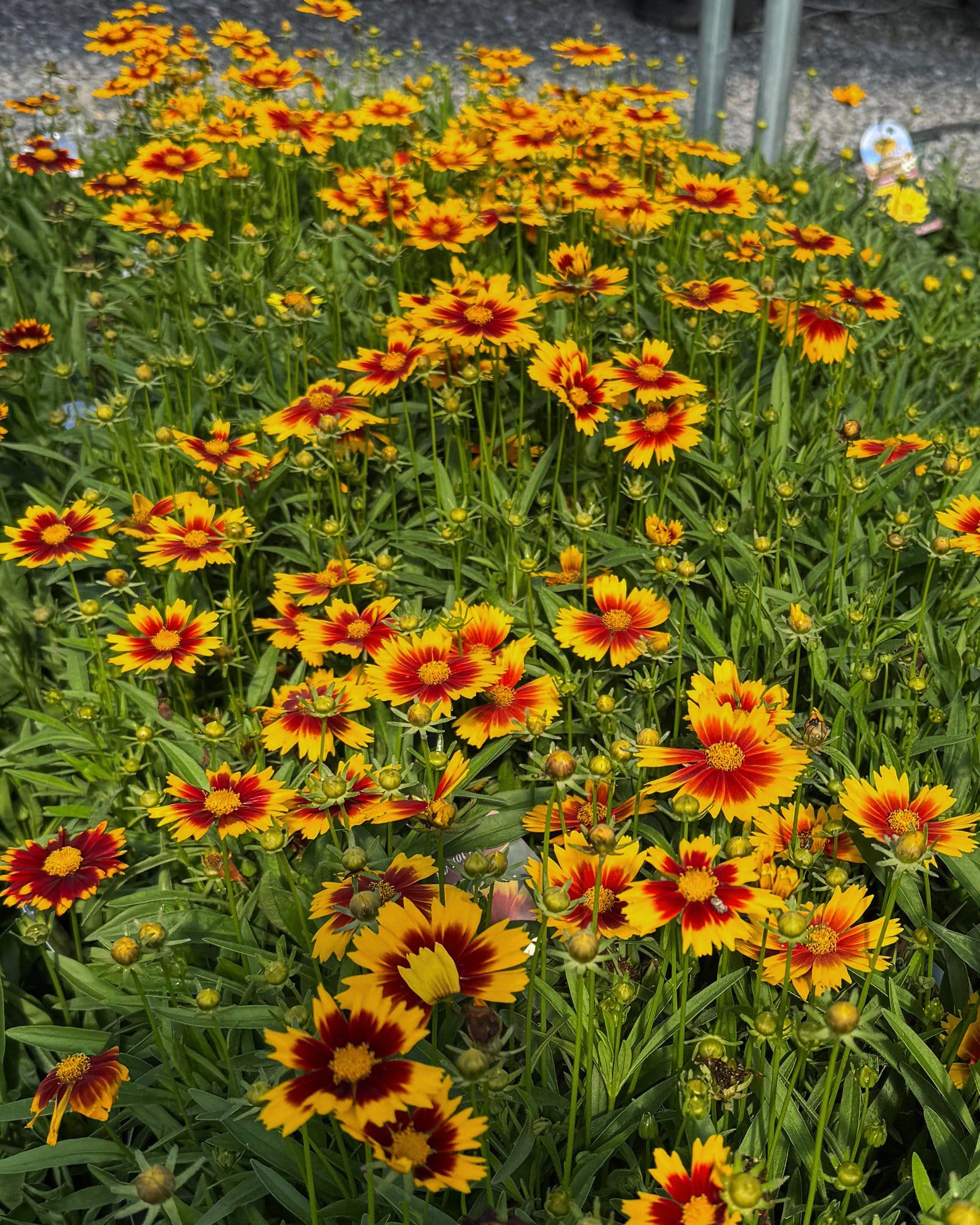 Uptick Gold & Bronze Coreopsis - view 4