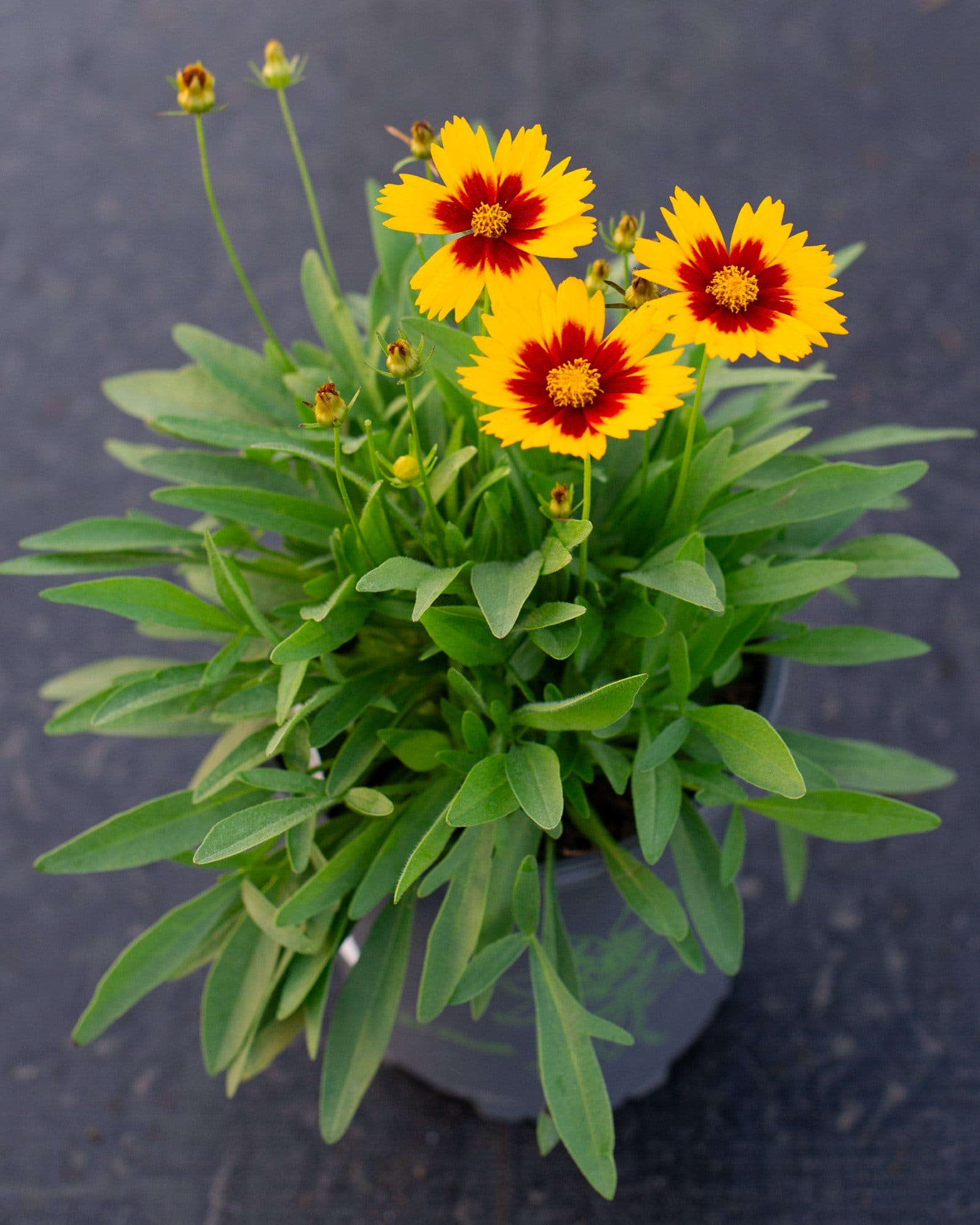 Uptick Gold & Bronze Coreopsis - view 5