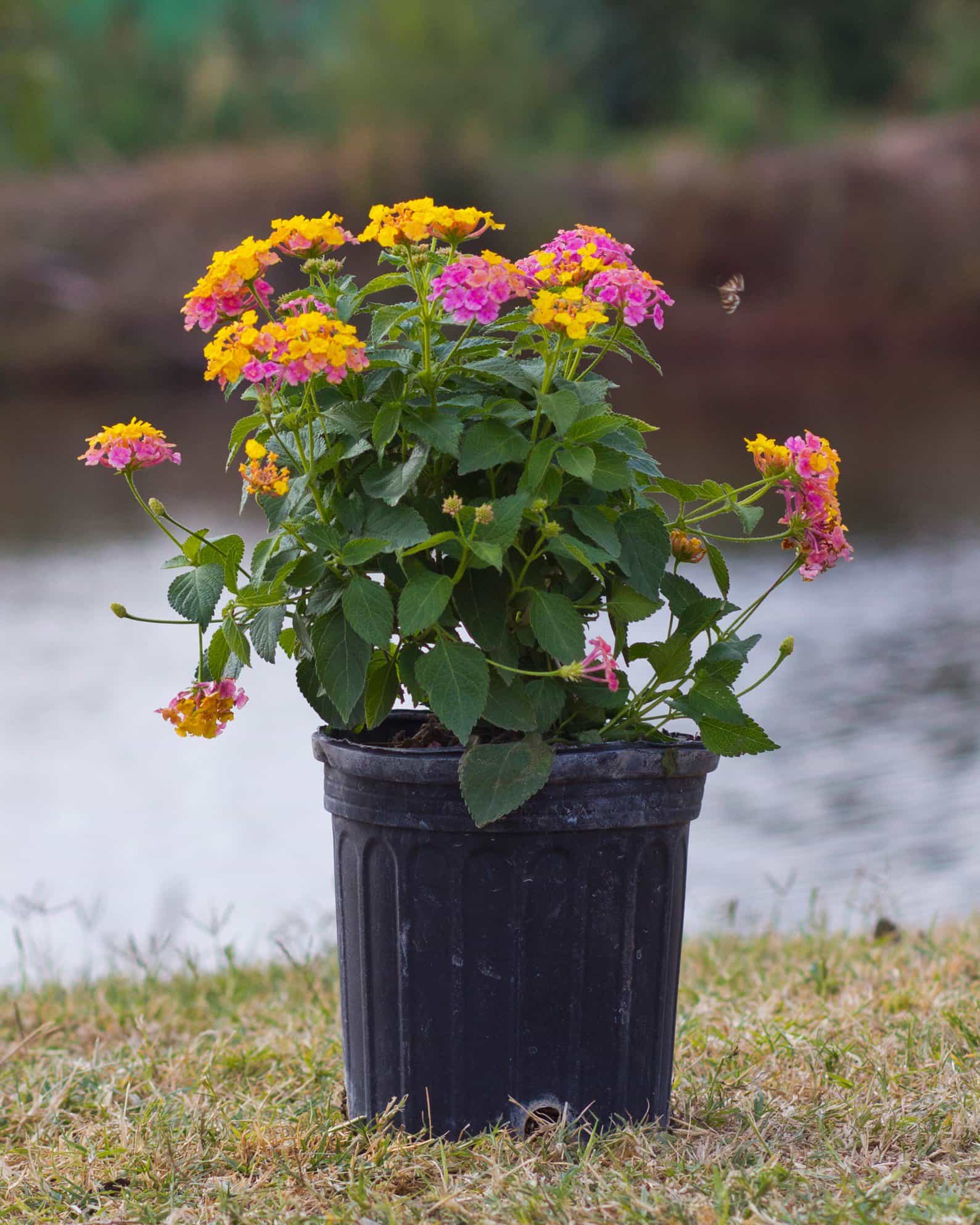 Shamrock Rose Gold Lantana - view 3