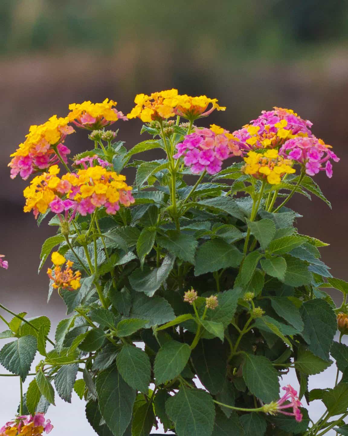 Shamrock Rose Gold Lantana - view 4