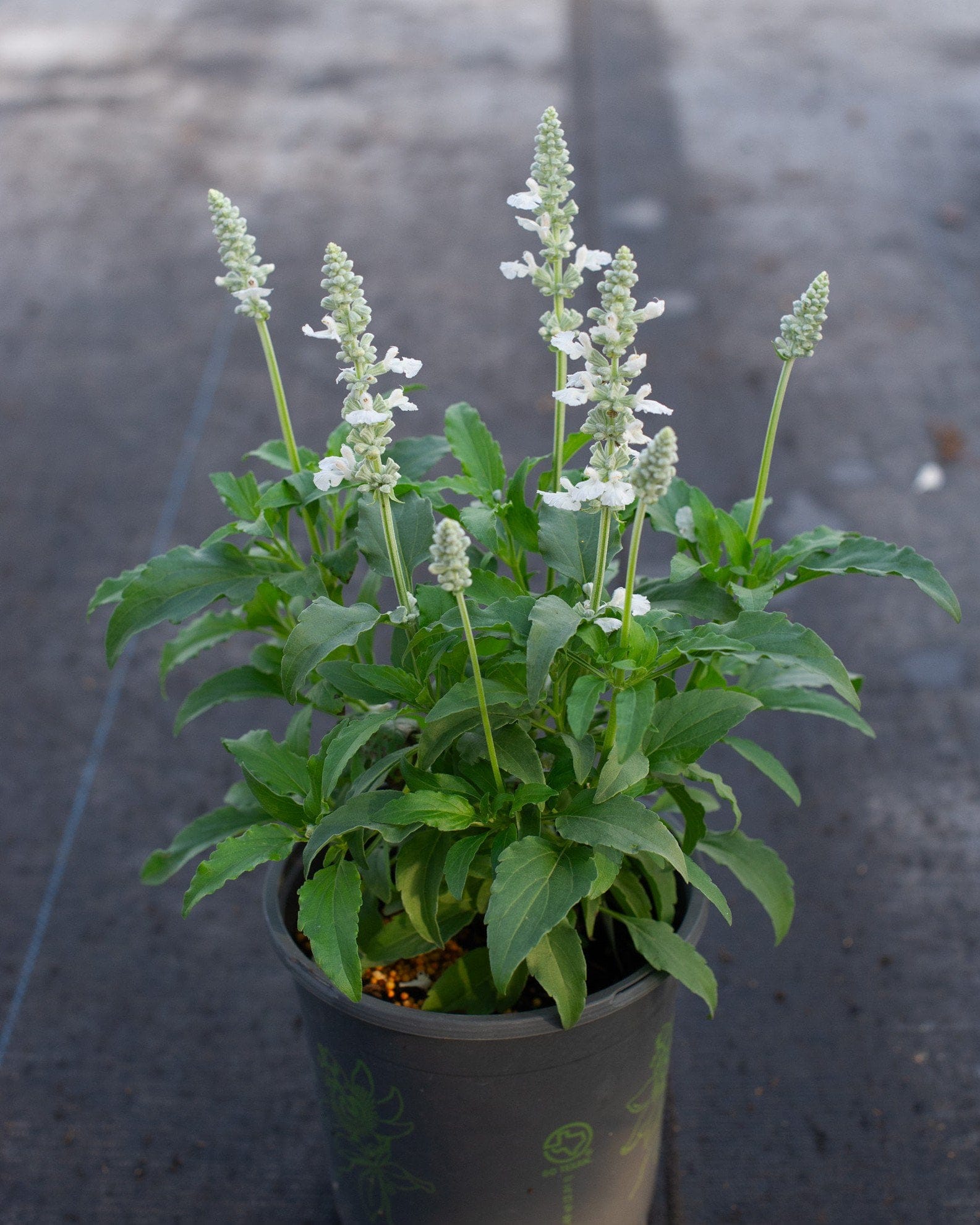Sallyfun Pure White Salvia - view 2