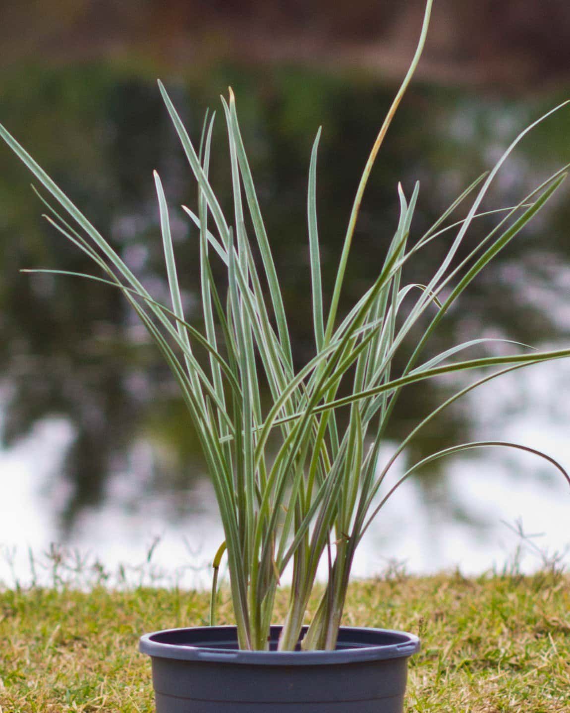 Society Garlic Silver Lace - Main Image