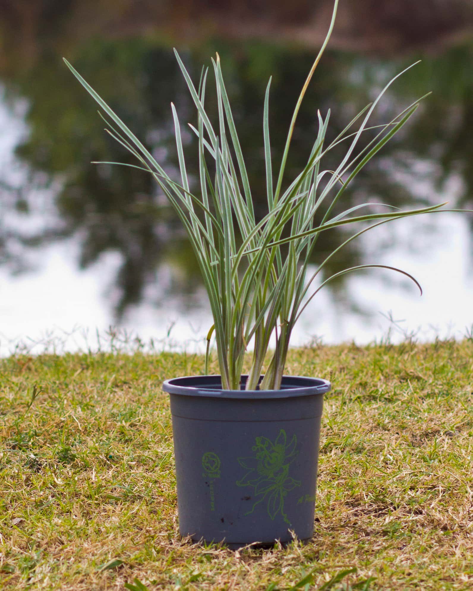 Society Garlic Silver Lace - Image 1