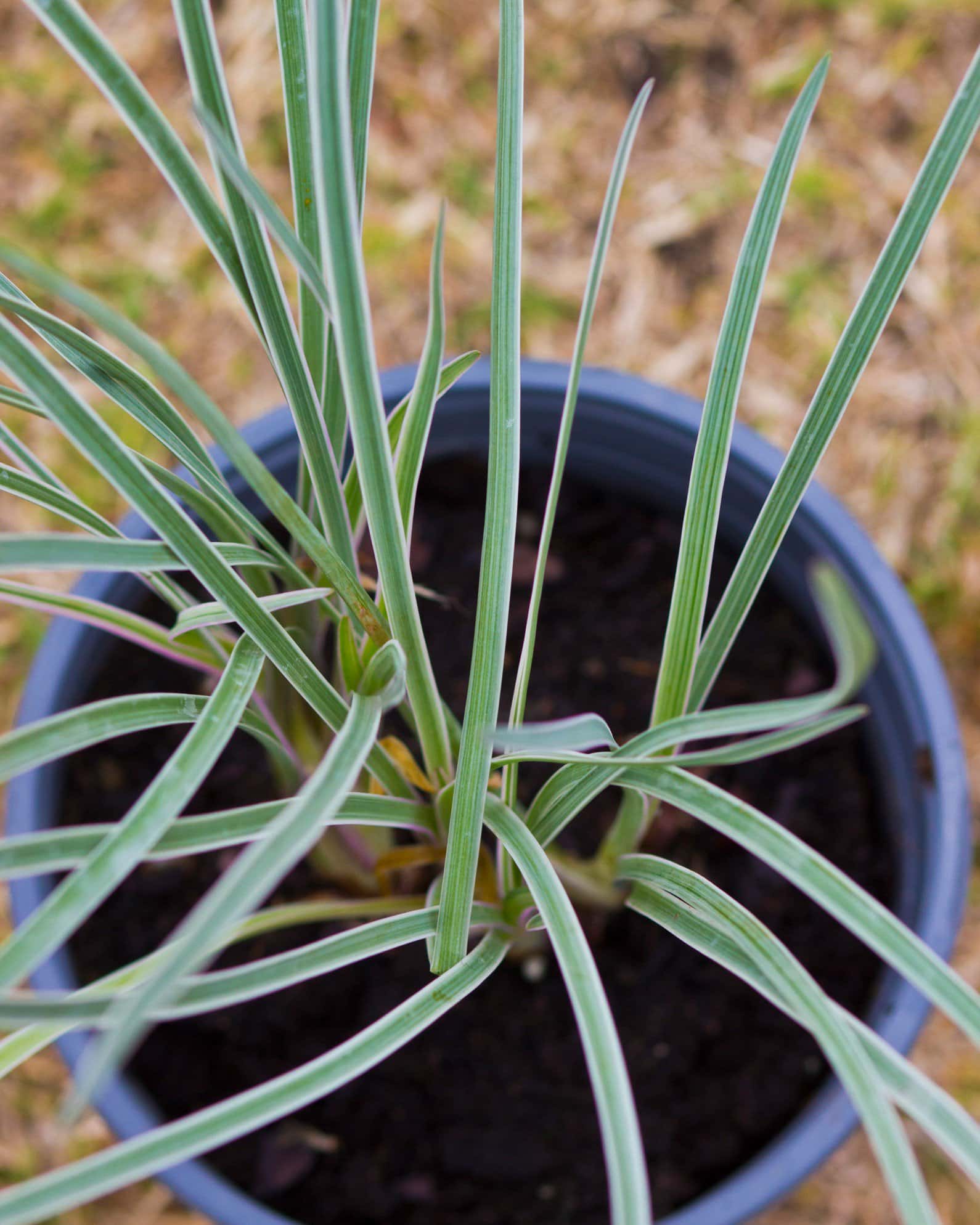 Society Garlic Silver Lace - Image 2