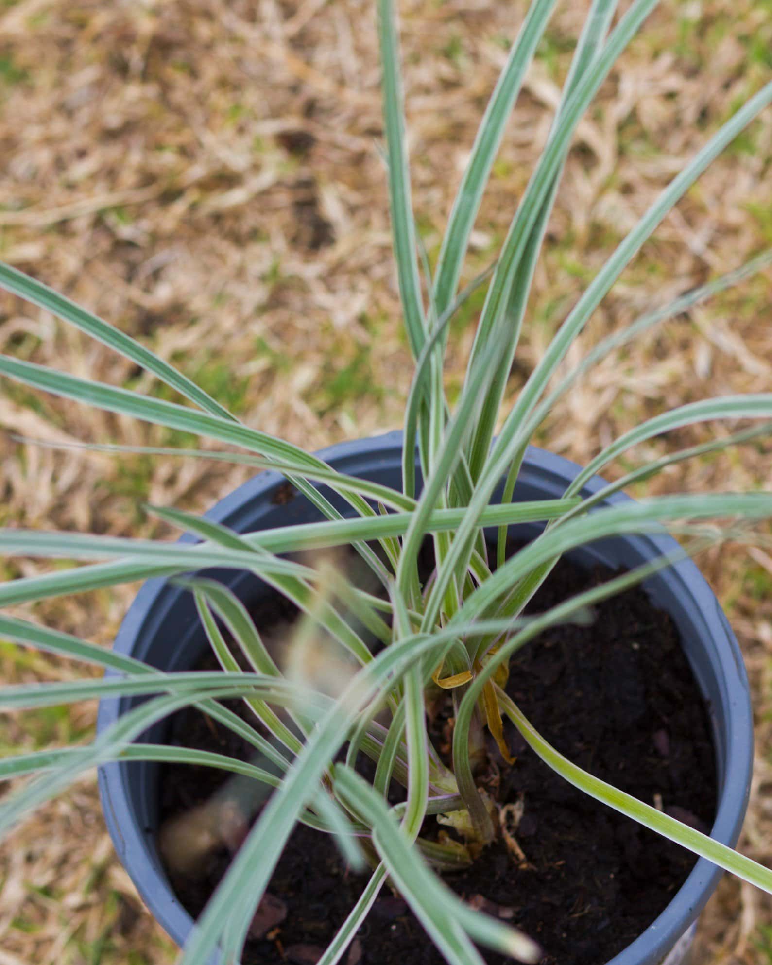 Society Garlic Silver Lace - Image 3