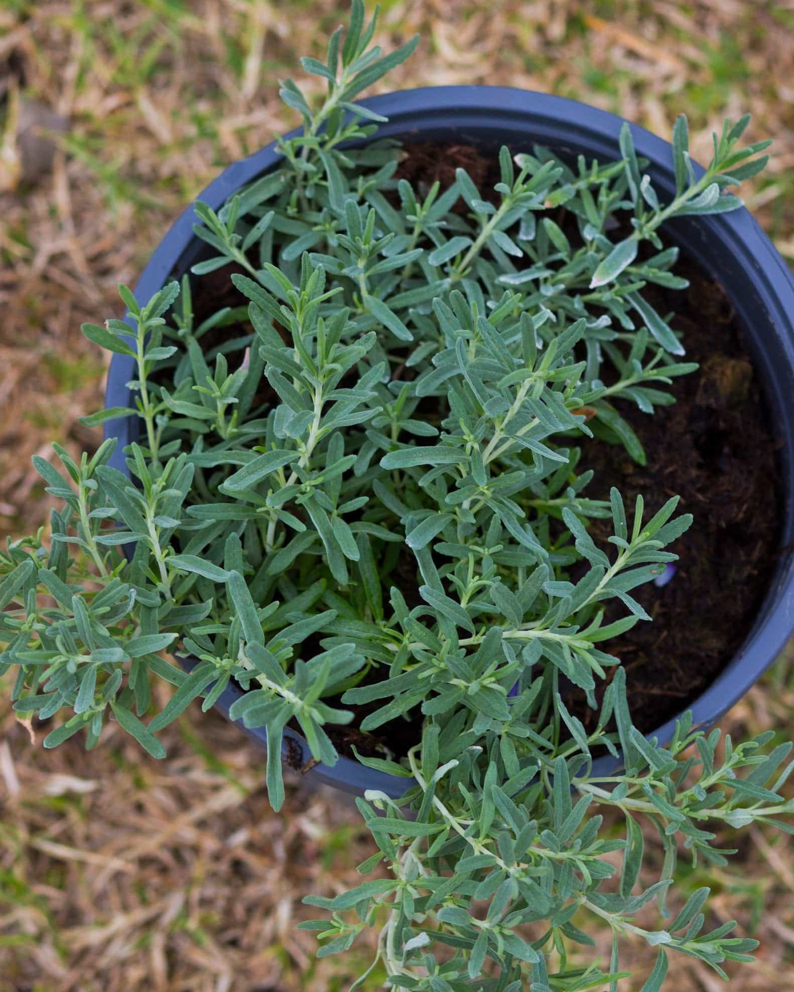 Gray Creeping Germander - view 2