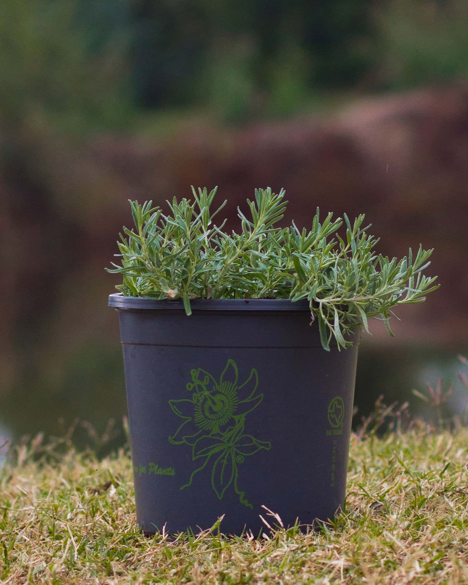 Gray Creeping Germander - Image 2