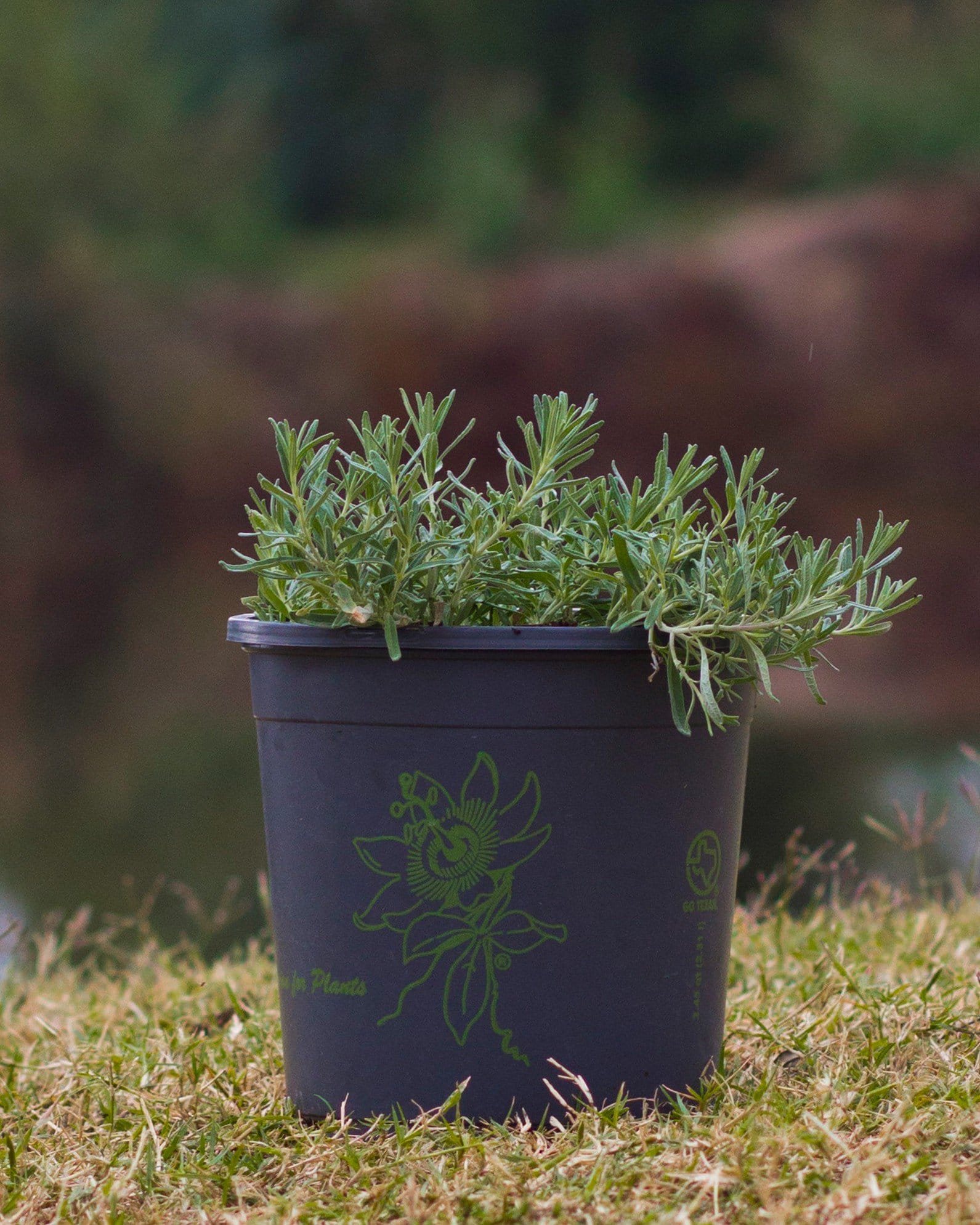 Gray Creeping Germander - view 3