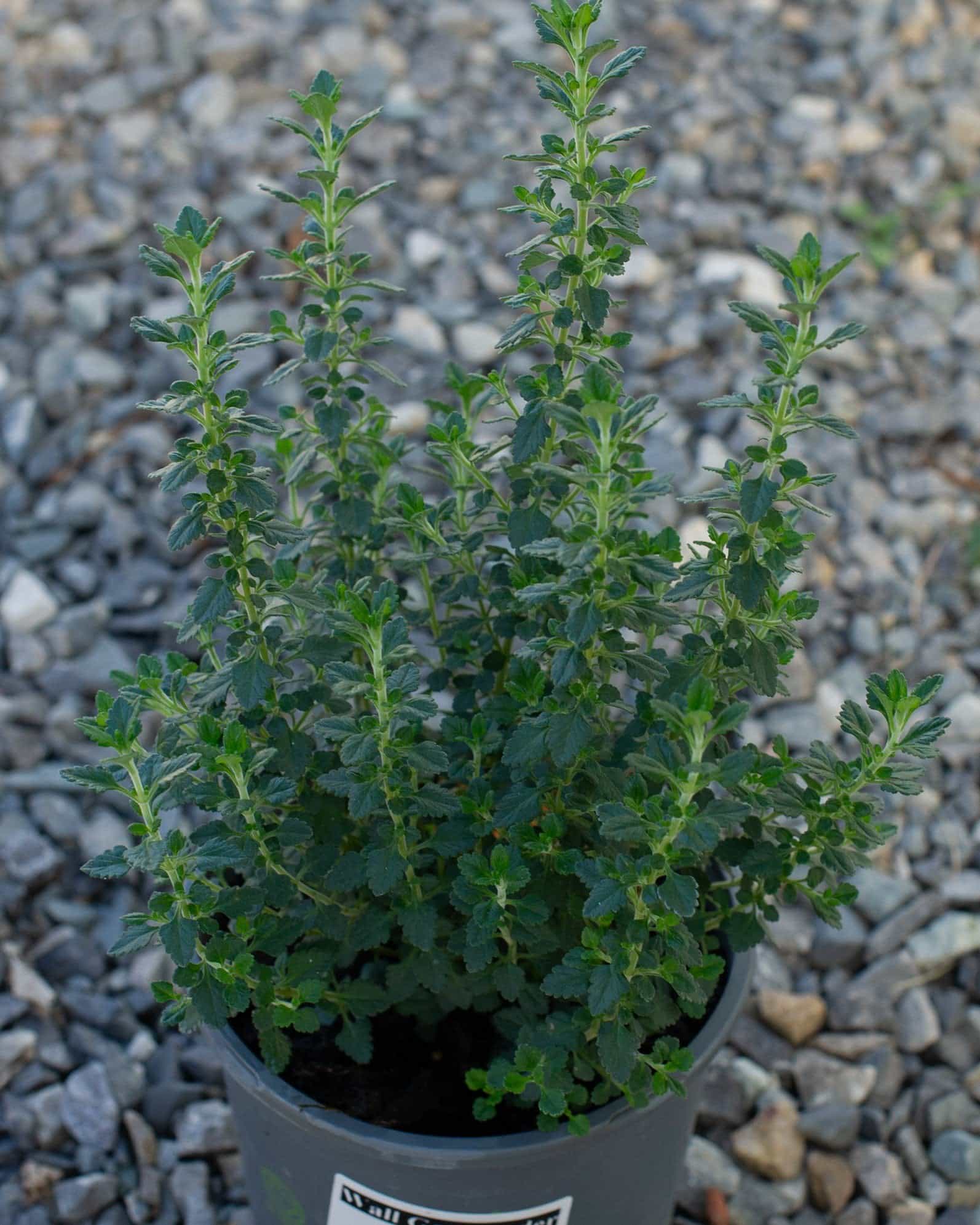 Wall Germander - Image 1