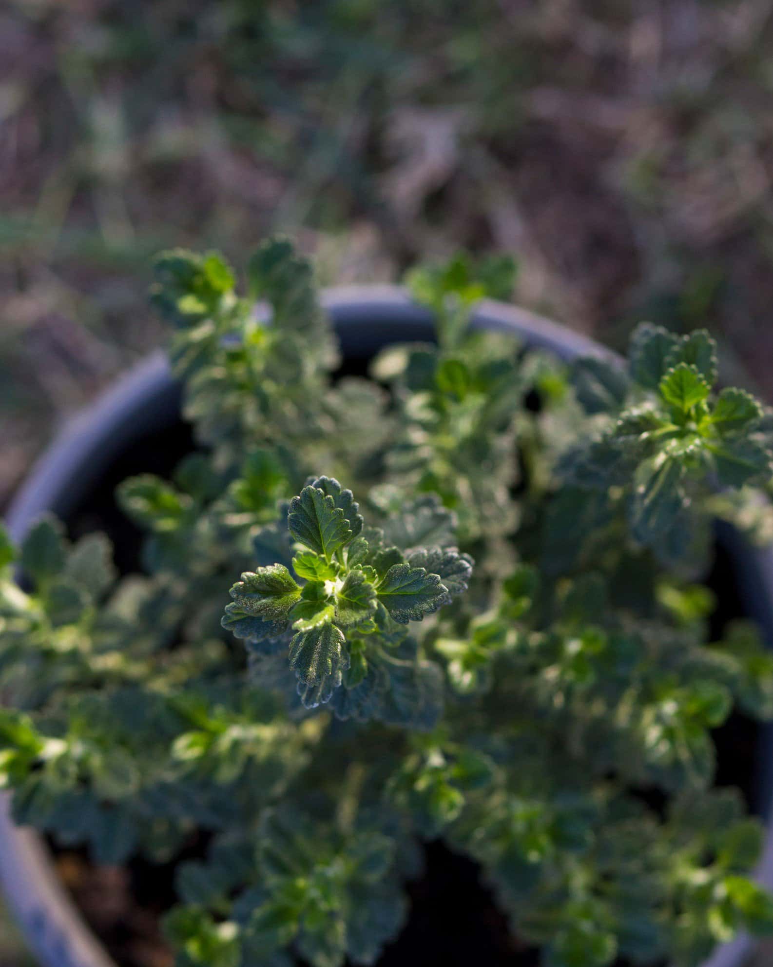 Wall Germander - Image 3