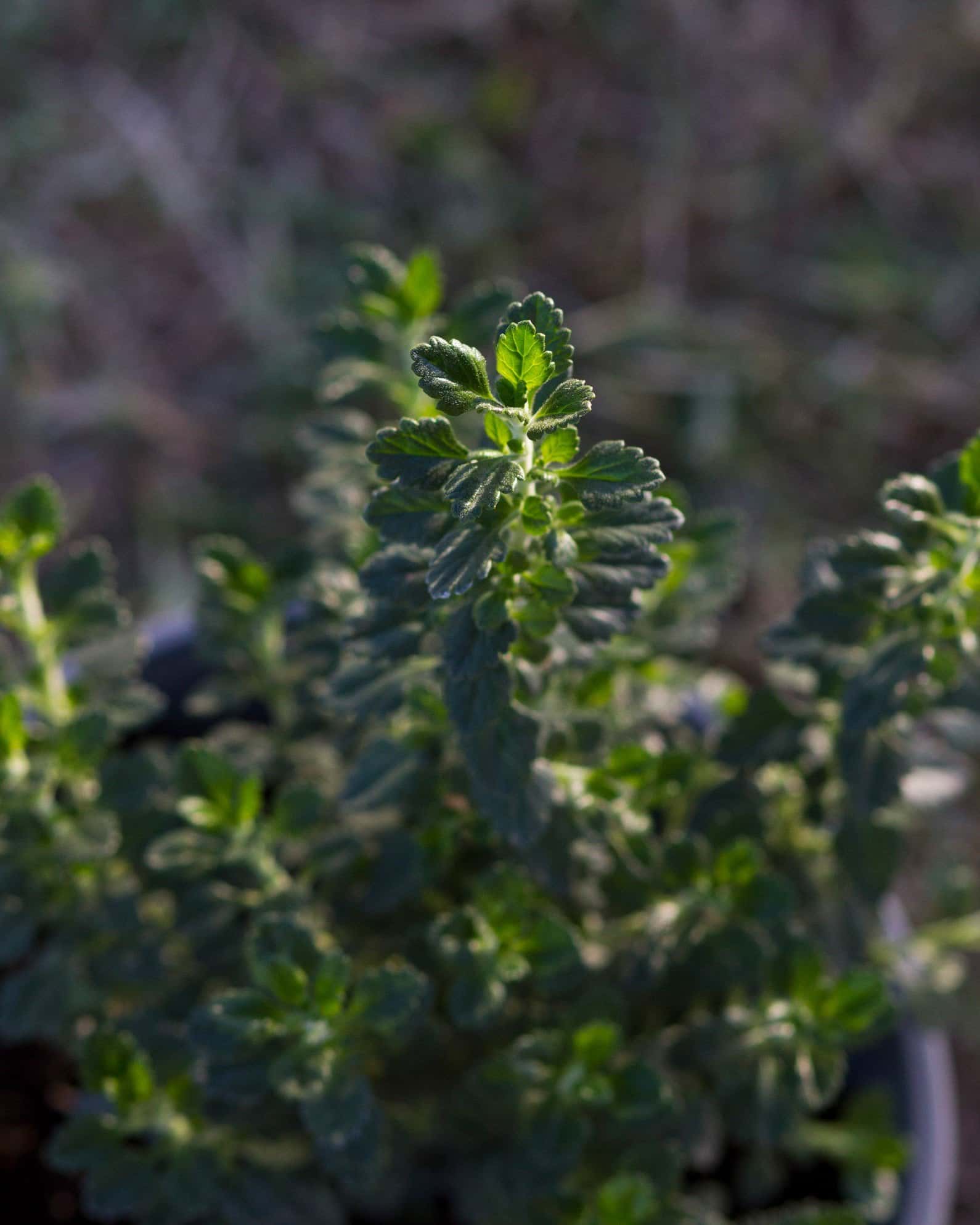 Wall Germander - Image 4