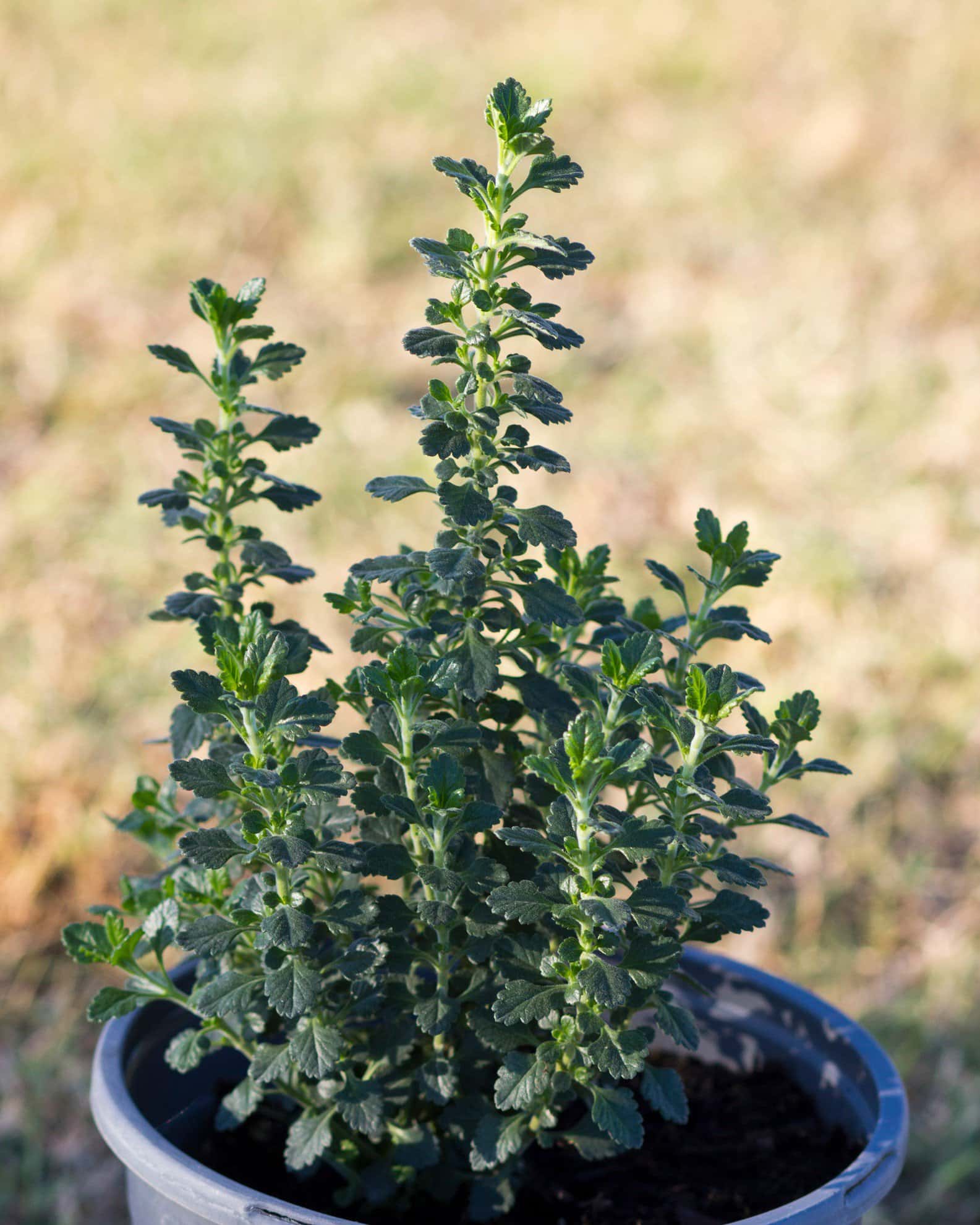 Wall Germander - Image 5