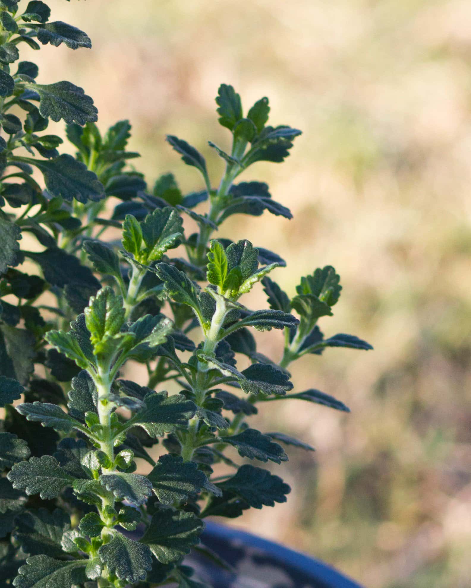 Wall Germander - Image 6