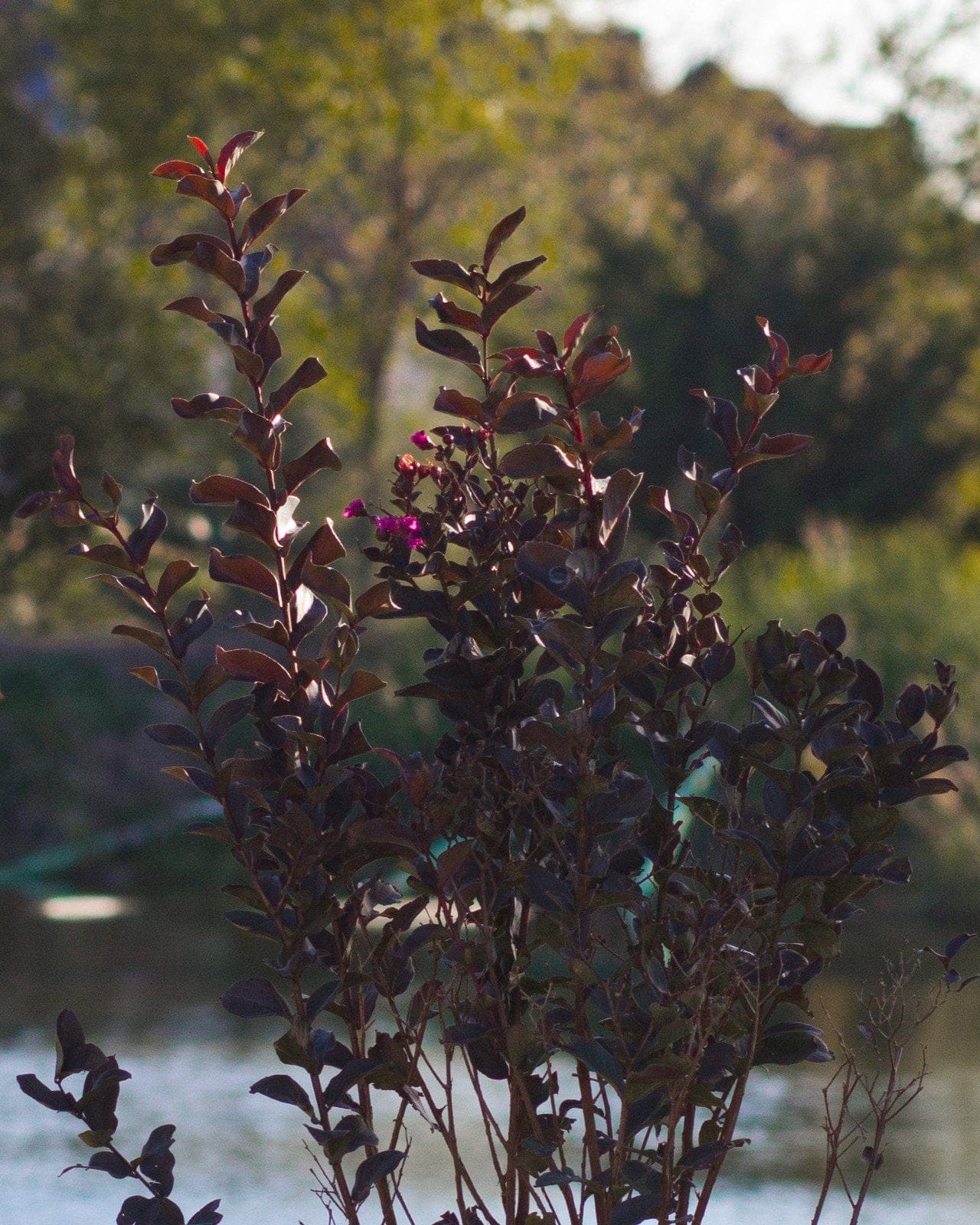 Black Diamond Mystic Magenta Crape Myrtle - view 2