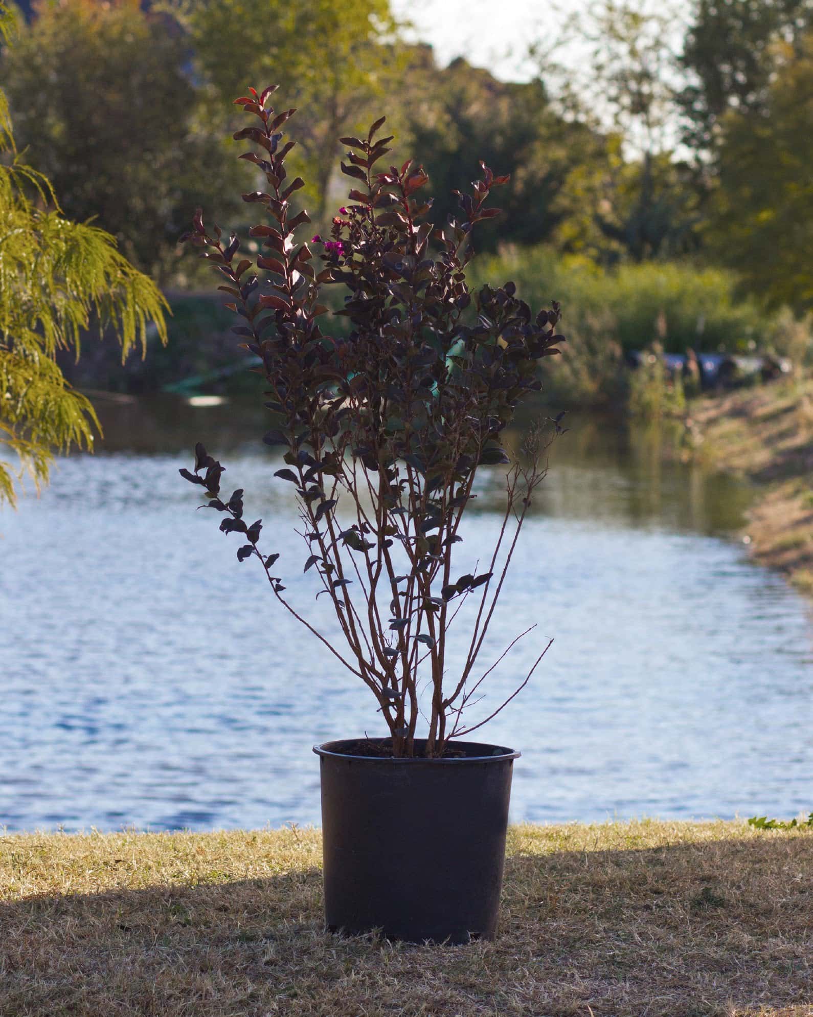 Black Diamond Mystic Magenta Crape Myrtle - Image 2