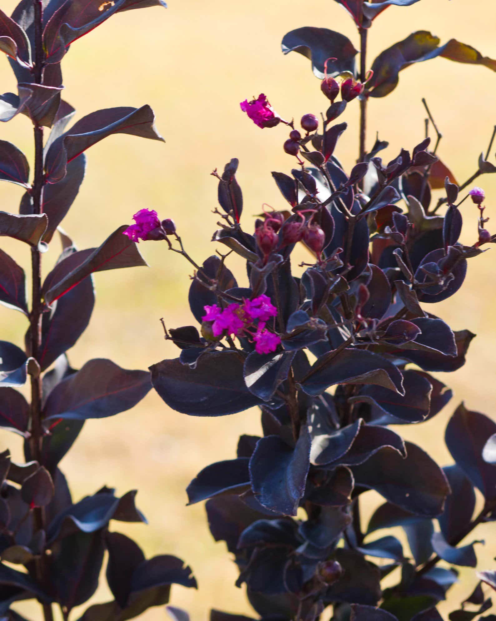 Black Diamond Mystic Magenta Crape Myrtle - Image 3