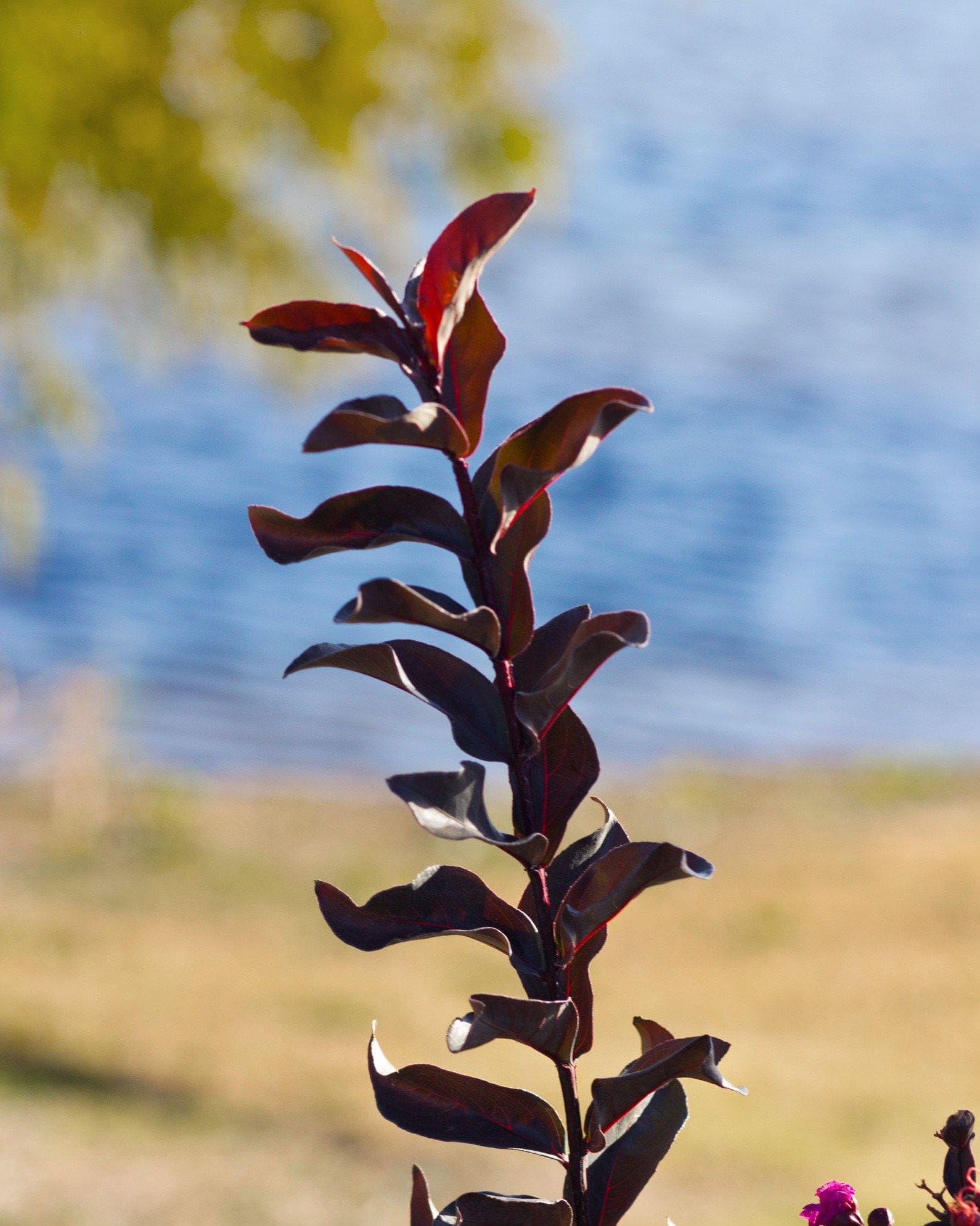 Black Diamond Mystic Magenta Crape Myrtle - view 3