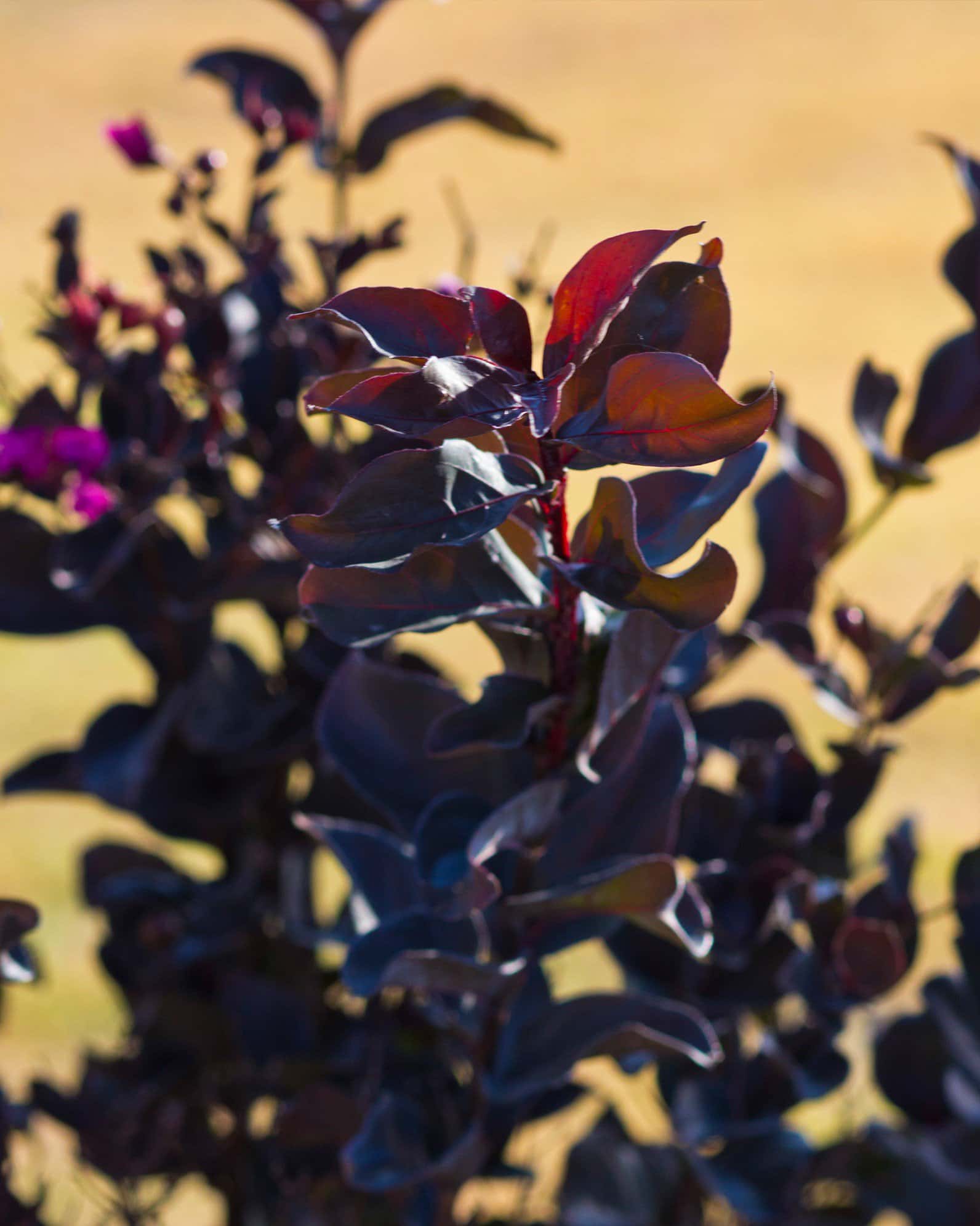 Black Diamond Mystic Magenta Crape Myrtle - Image 5