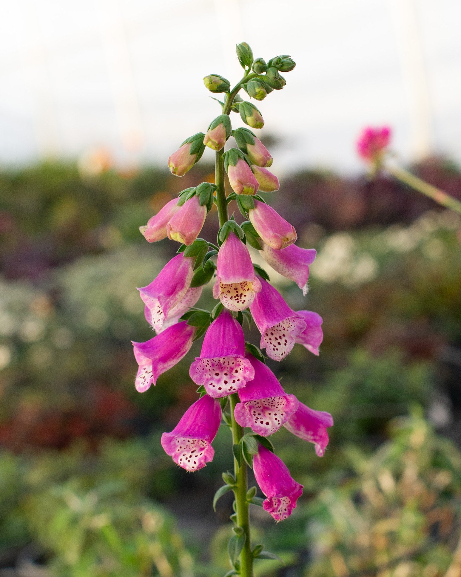 Pink Panther Foxglove - Image 1