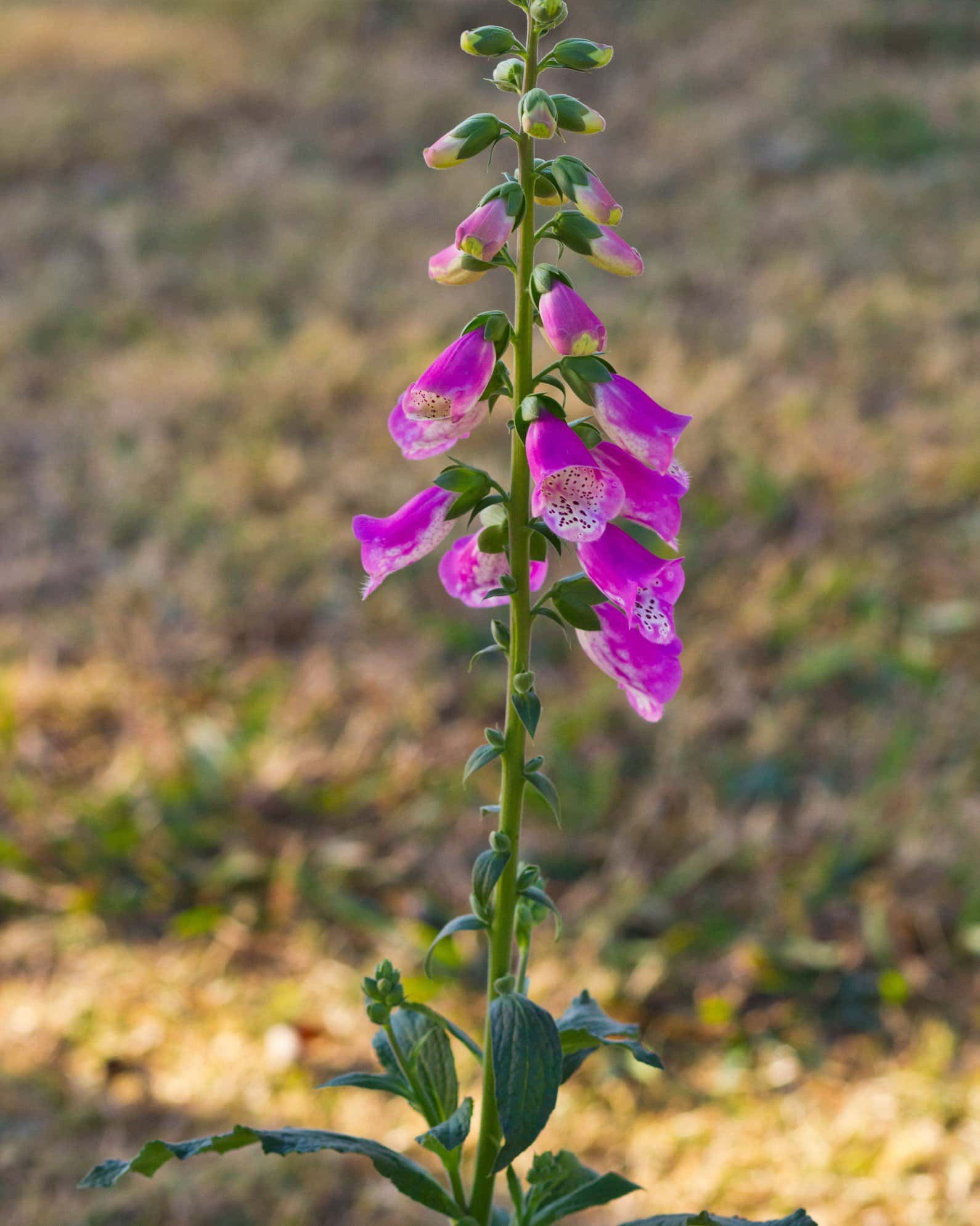 Pink Panther Foxglove - Image 4