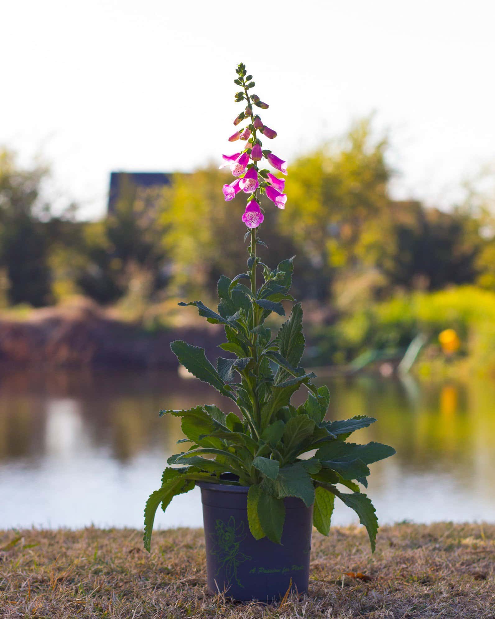 Pink Panther Foxglove - Image 5