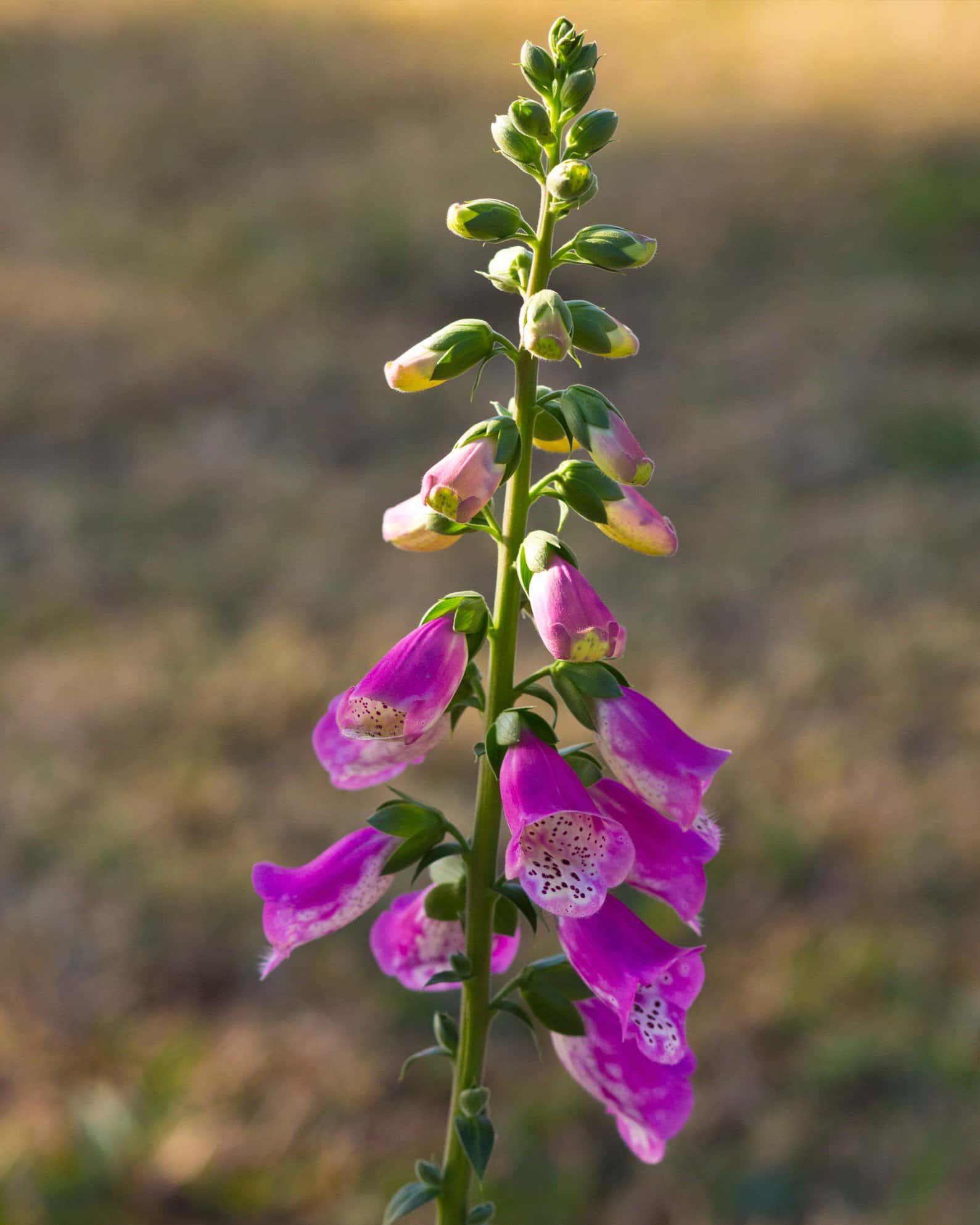 Pink Panther Foxglove - Image 6