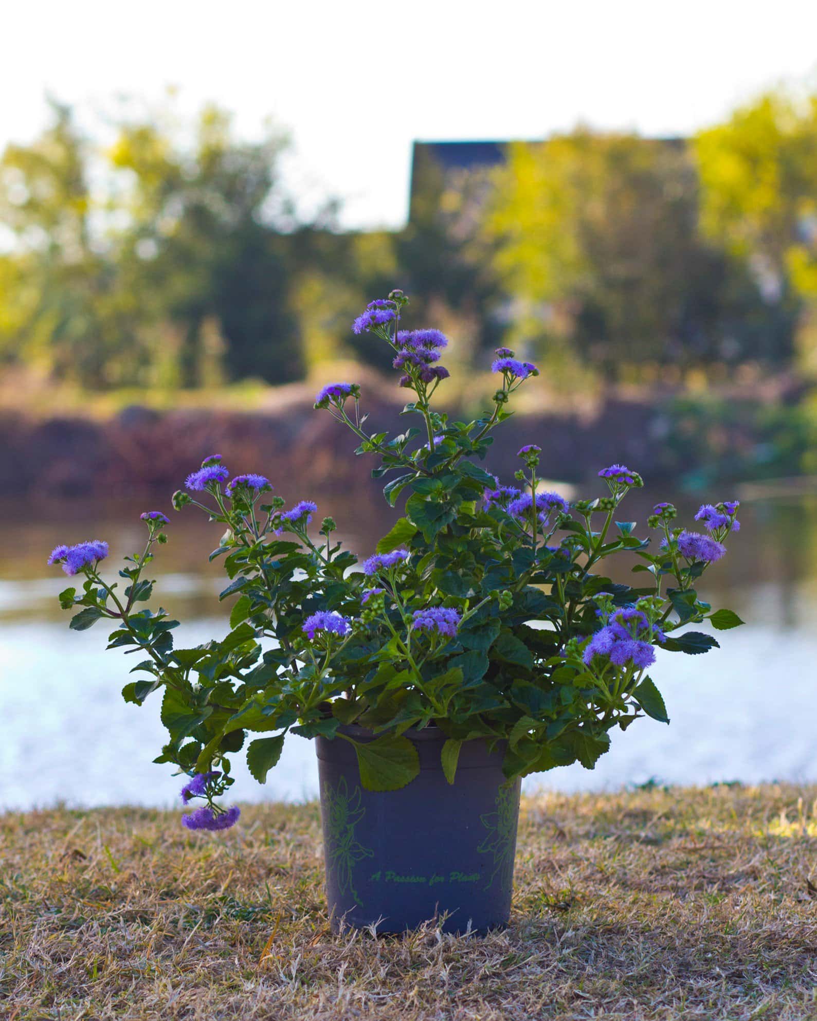 Monarch Magic Flossflower - Image 7