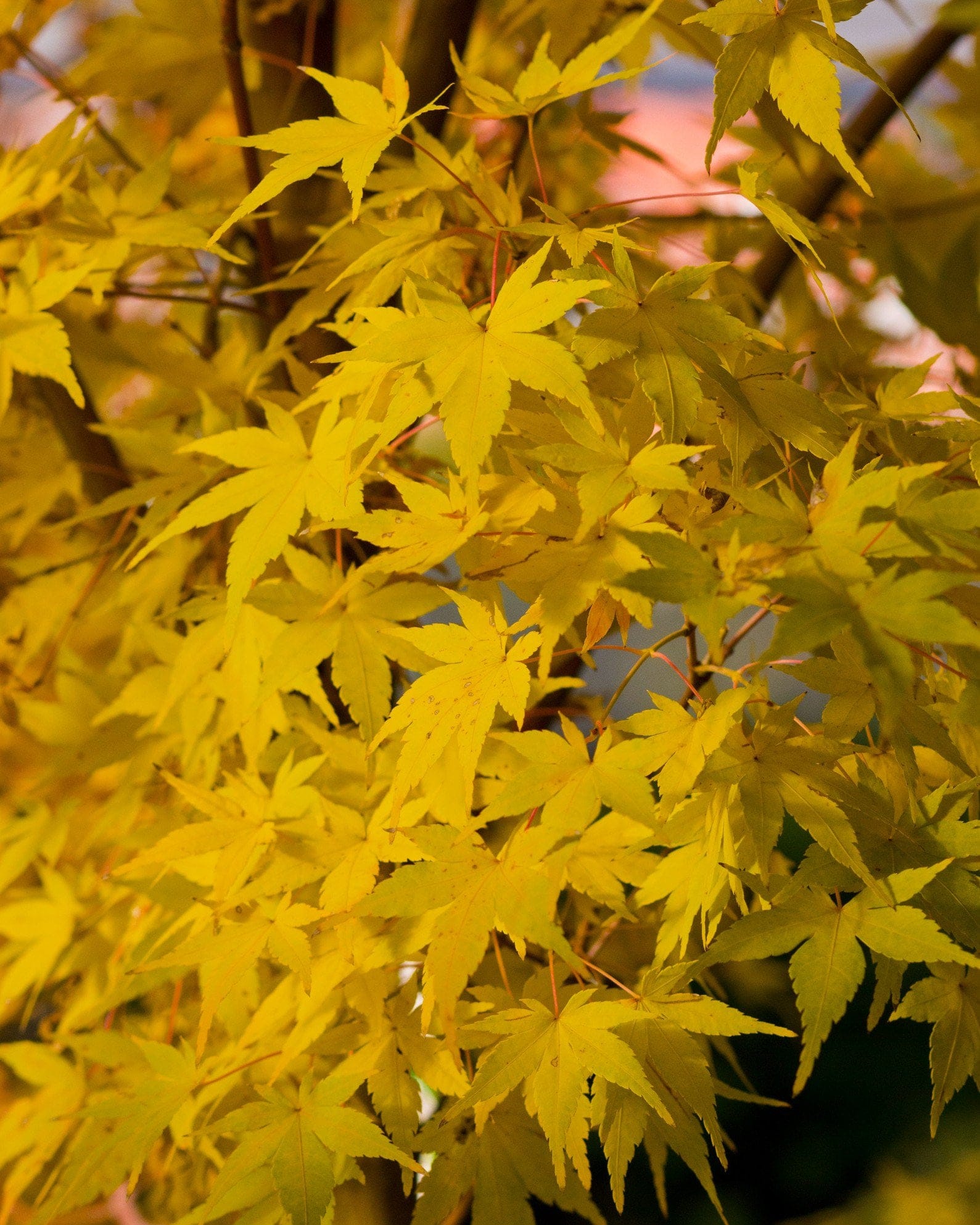 Coral Bark Japanese Maple - Main Image