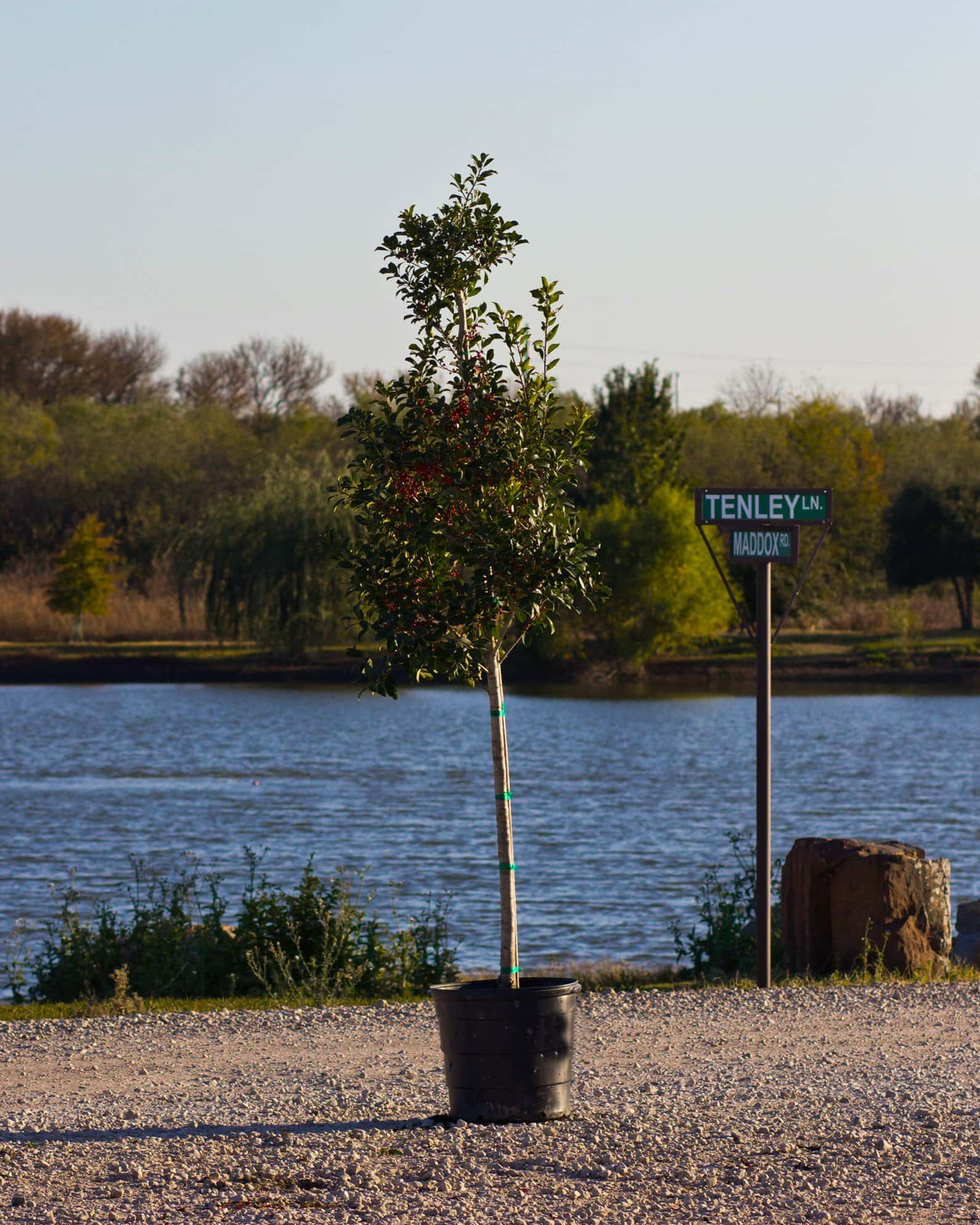 Savannah Holly Tree Form - Image 1