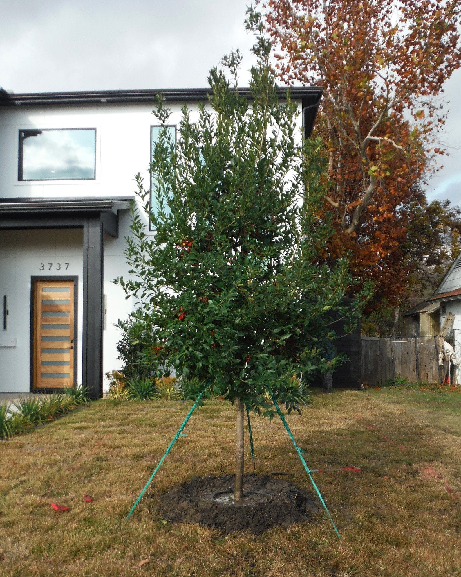 Savannah Holly Tree Form - view 3