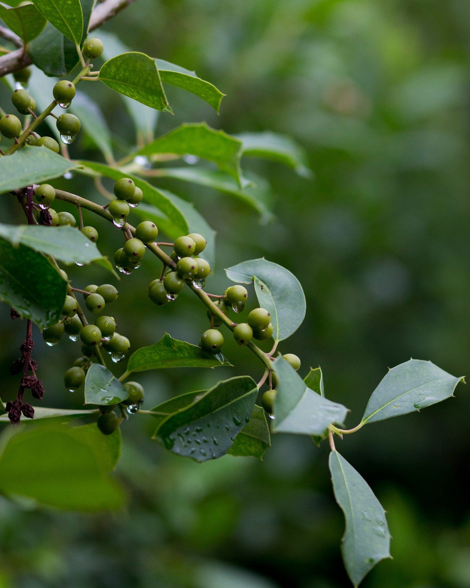 Savannah Holly Tree Form - view 4