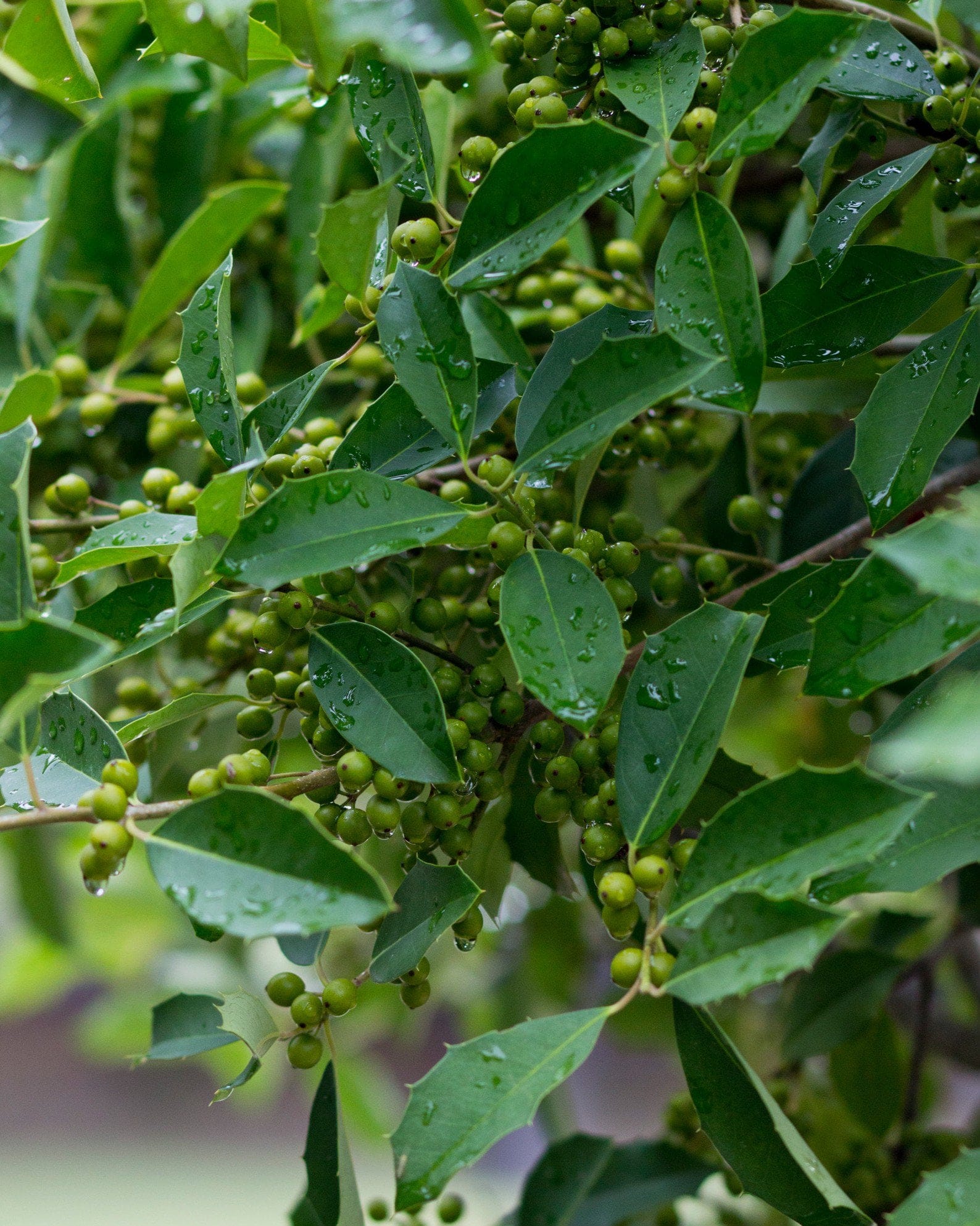 Savannah Holly Tree Form - view 5