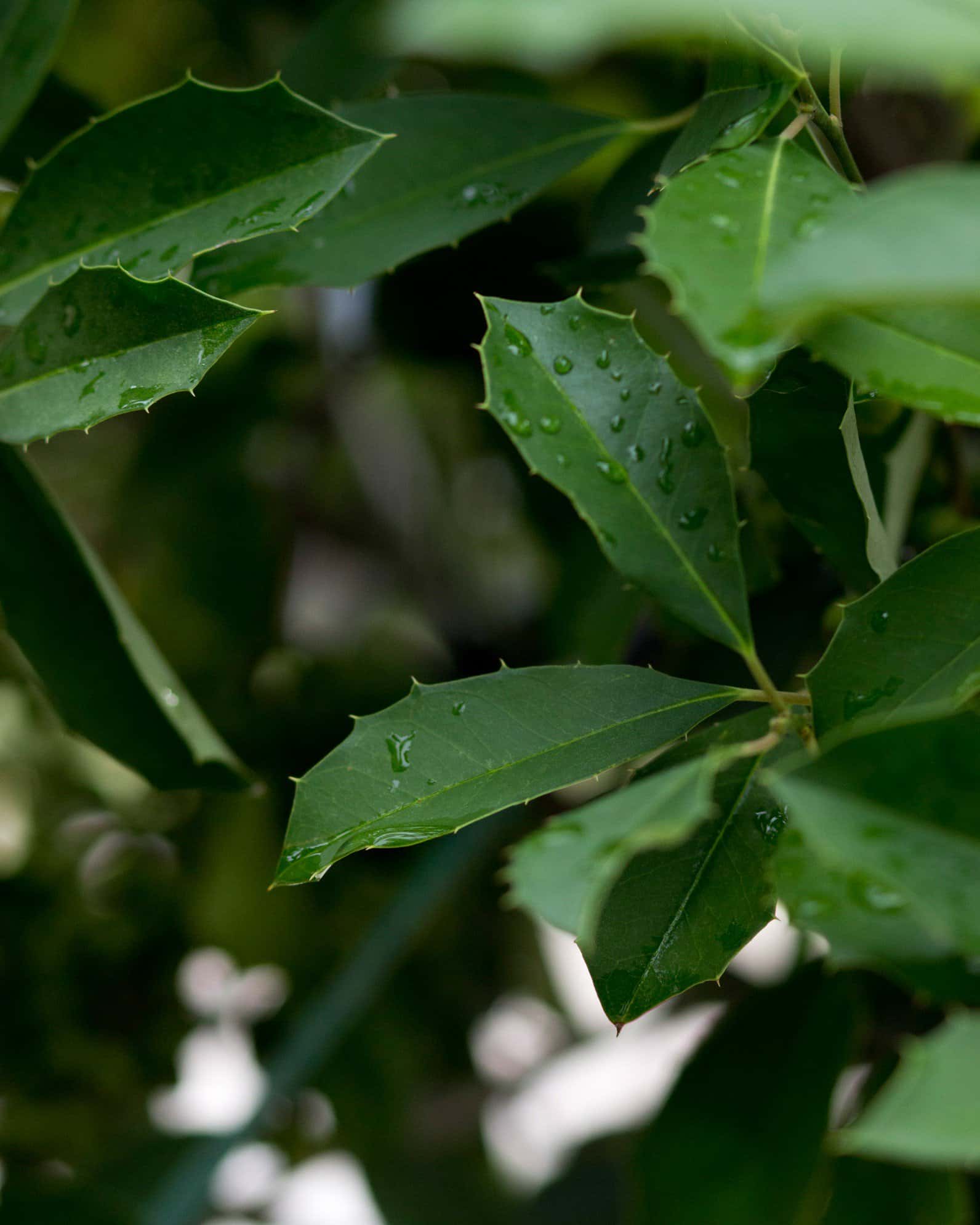 Savannah Holly Tree Form - Image 5
