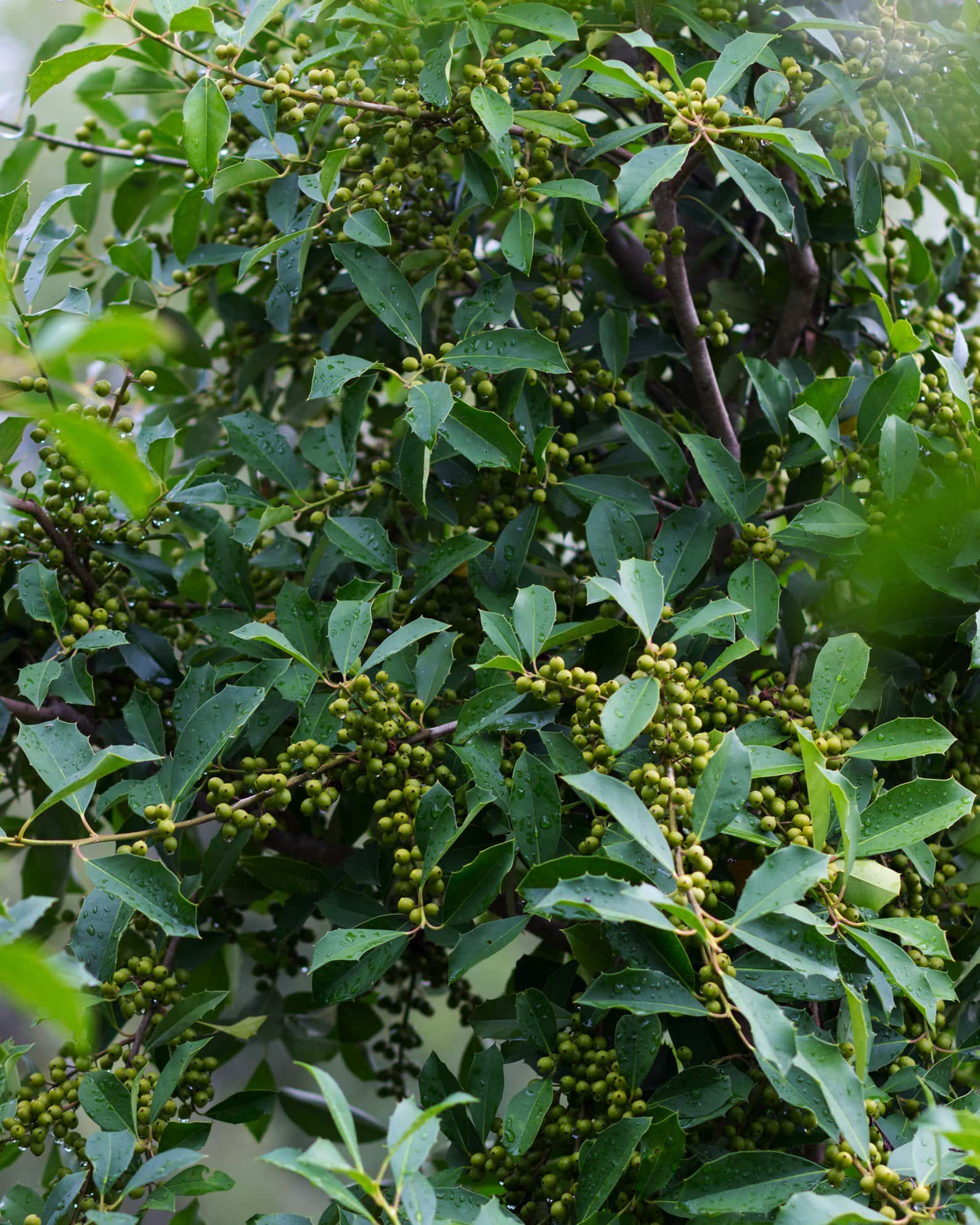 Savannah Holly Tree Form - Image 6
