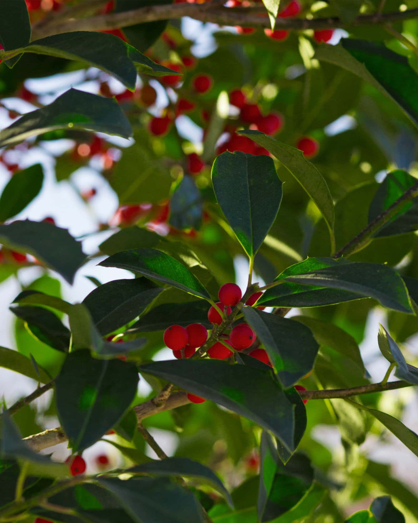 Savannah Holly Tree Form - Image 7