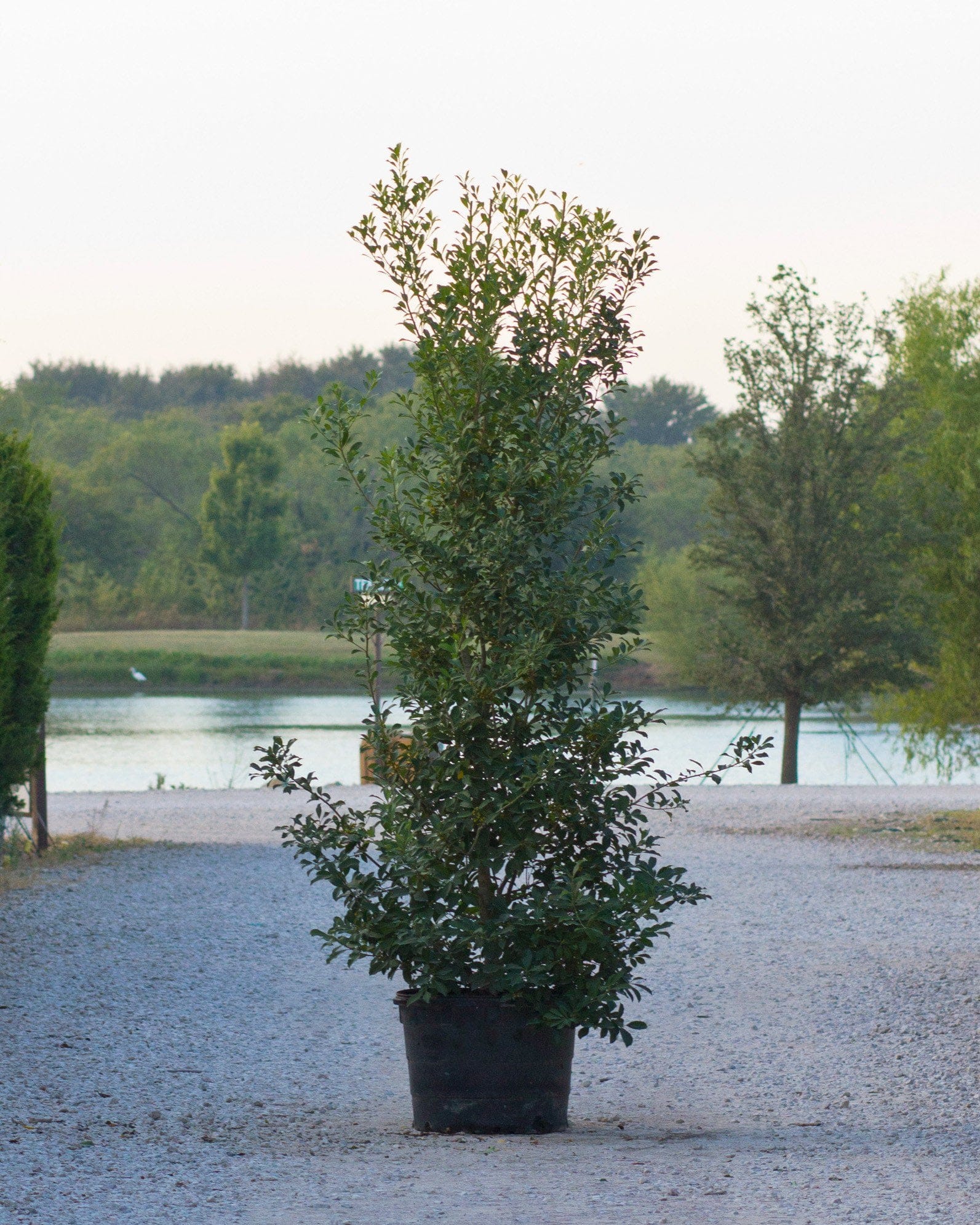 Savannah Holly Full to Ground - view 2